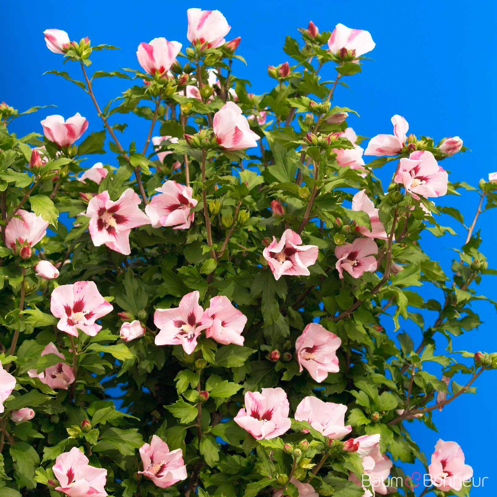 Hibiscus syriacus 'Hamabo'