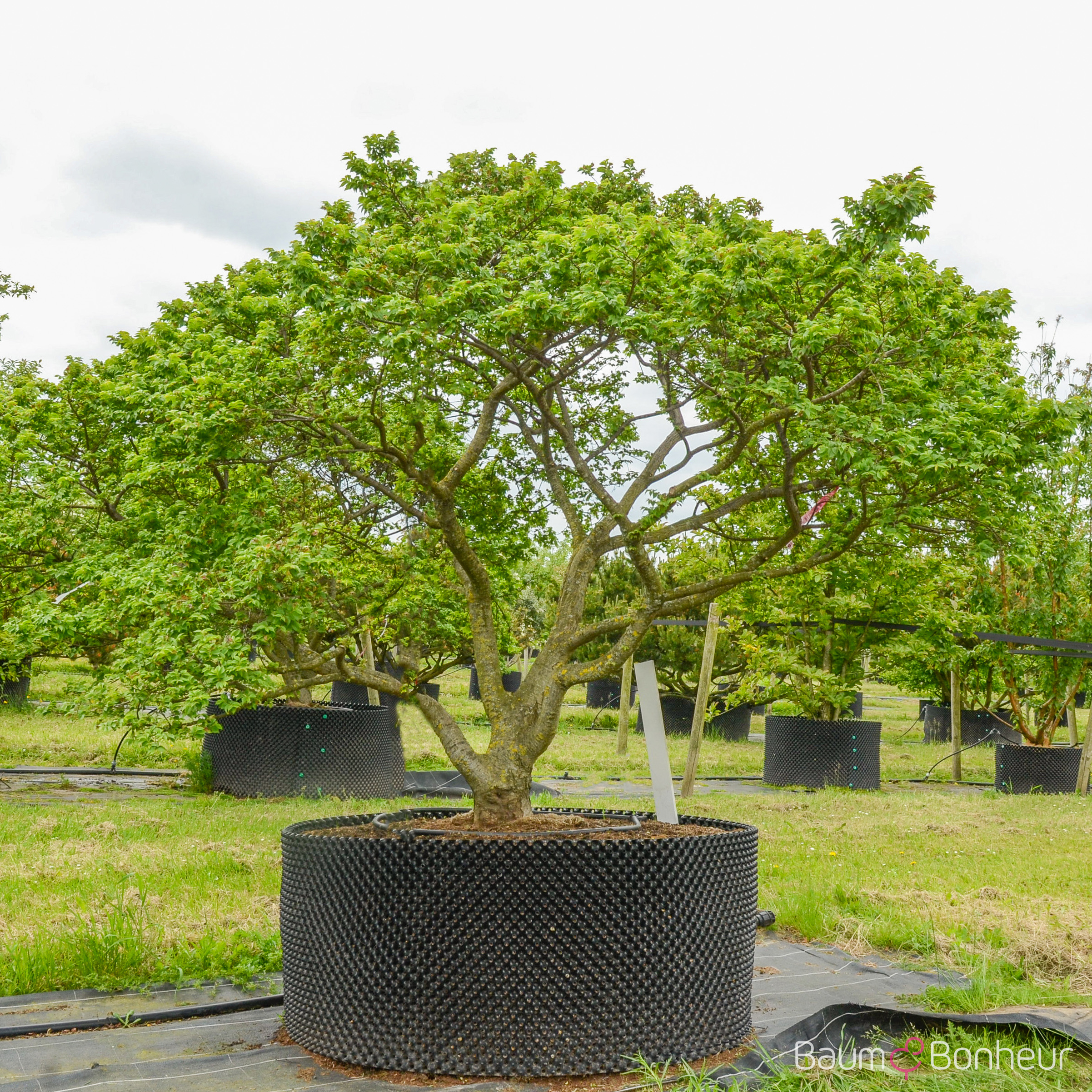 Ulmus hollandica 'Jacqueline Hillier'
