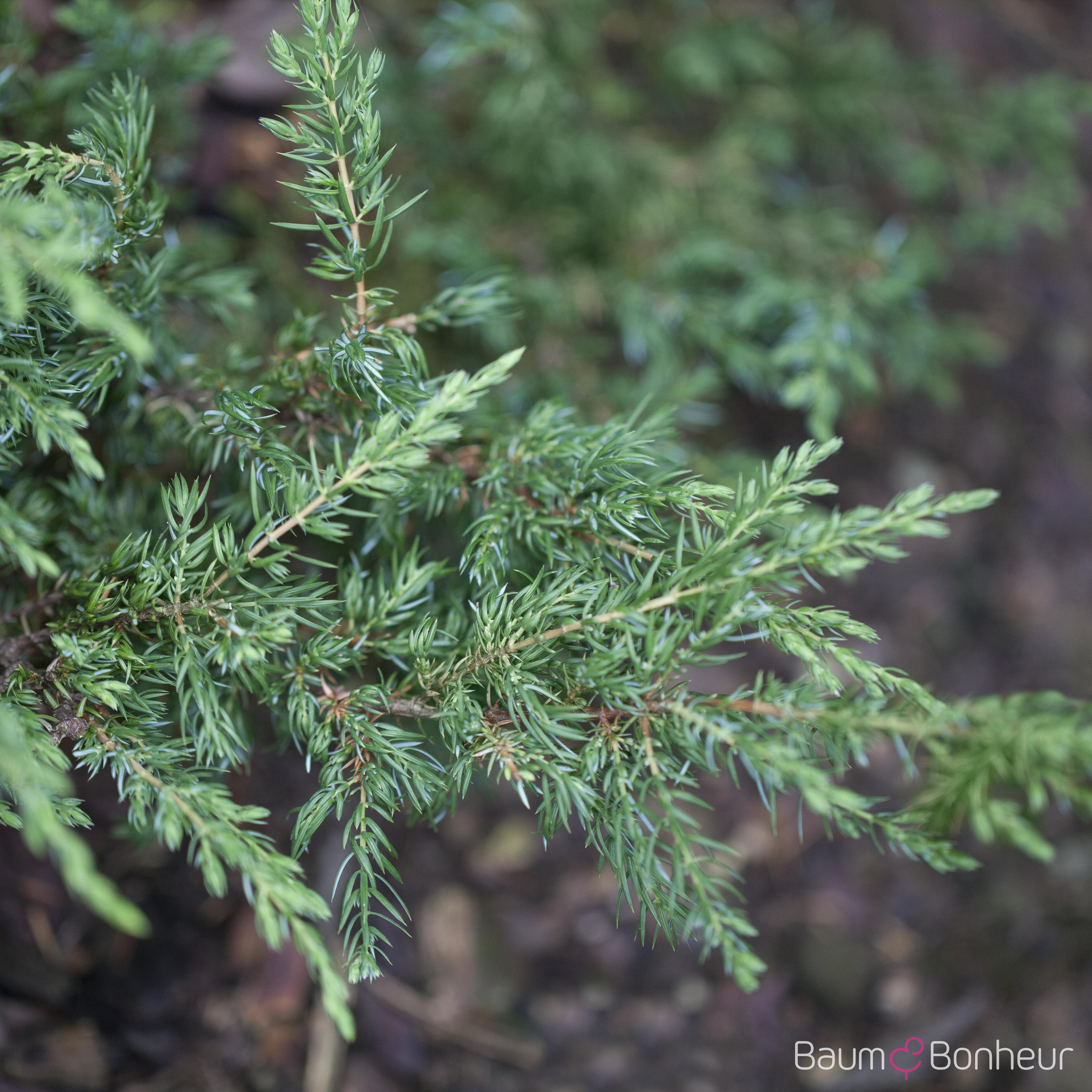 Juniperus communis 'Repanda'
