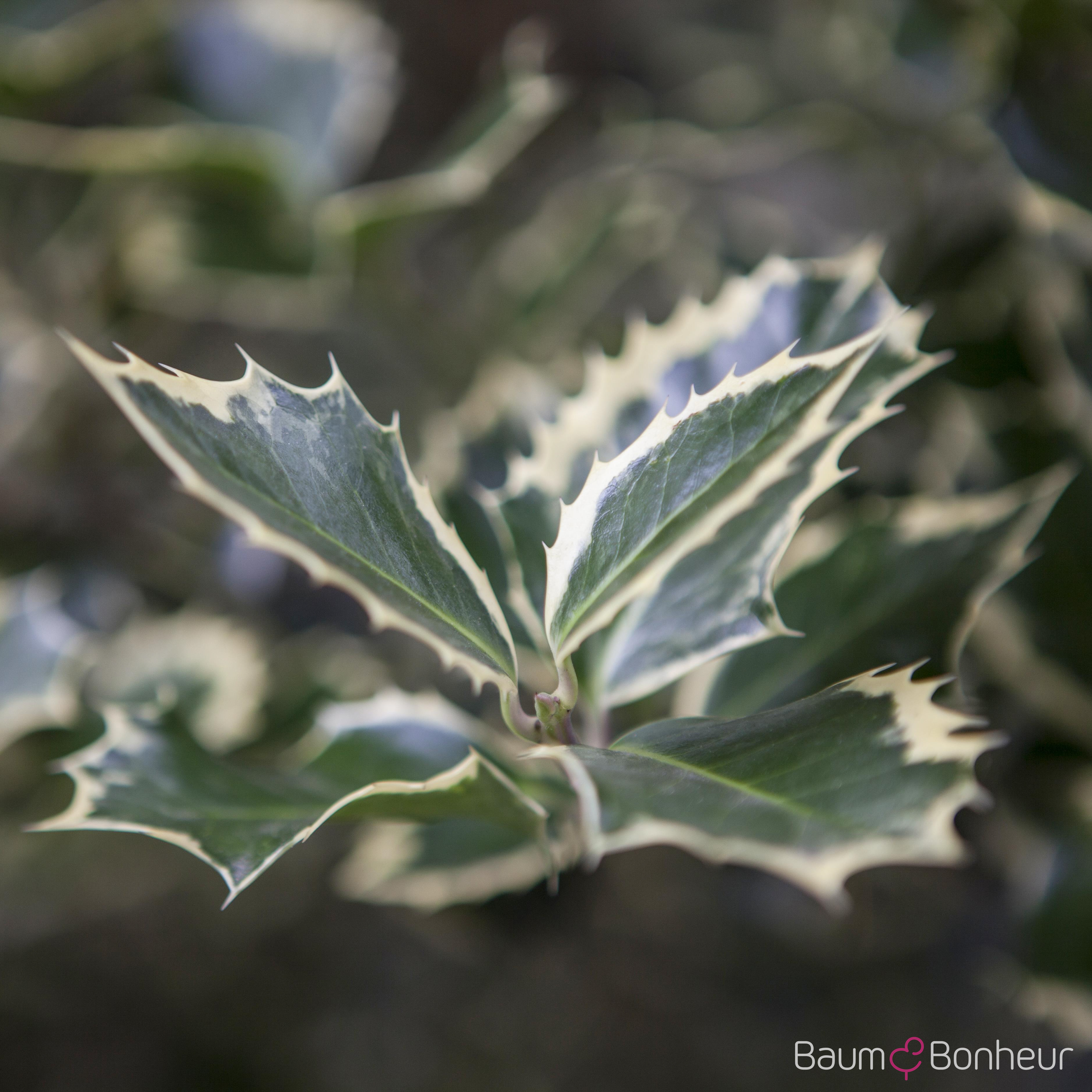 Ilex altaclerensis 'Golden King'
