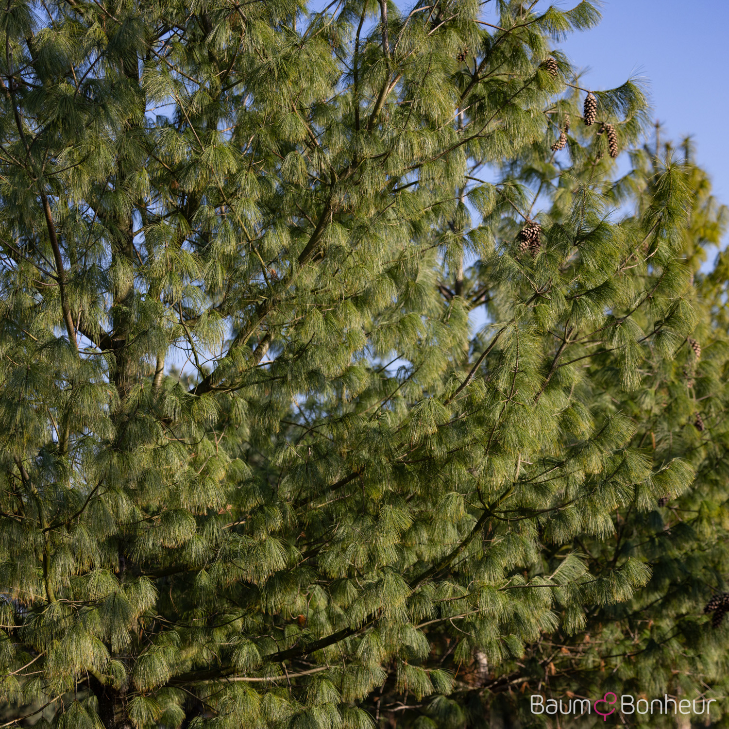 Pinus wallichiana
