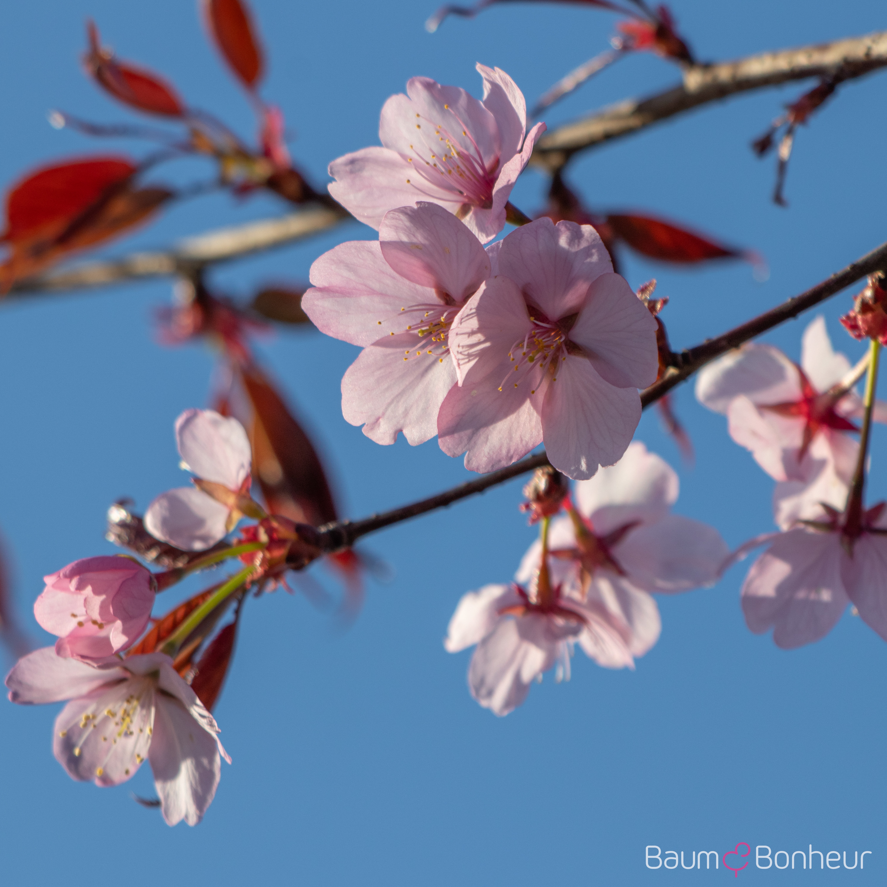 Prunus sargentii 'Charles Sargent'