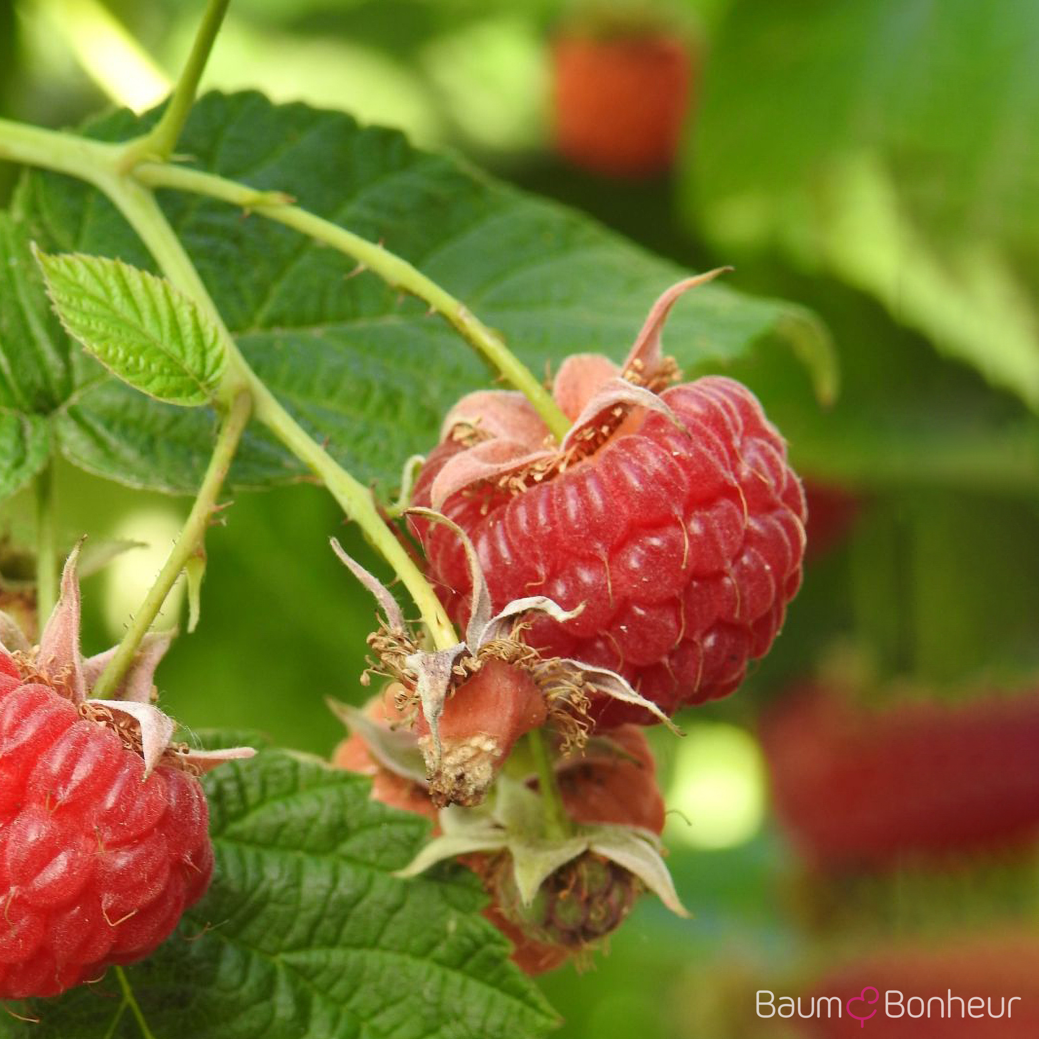Rubus idaeus 'Autumn Bliss'