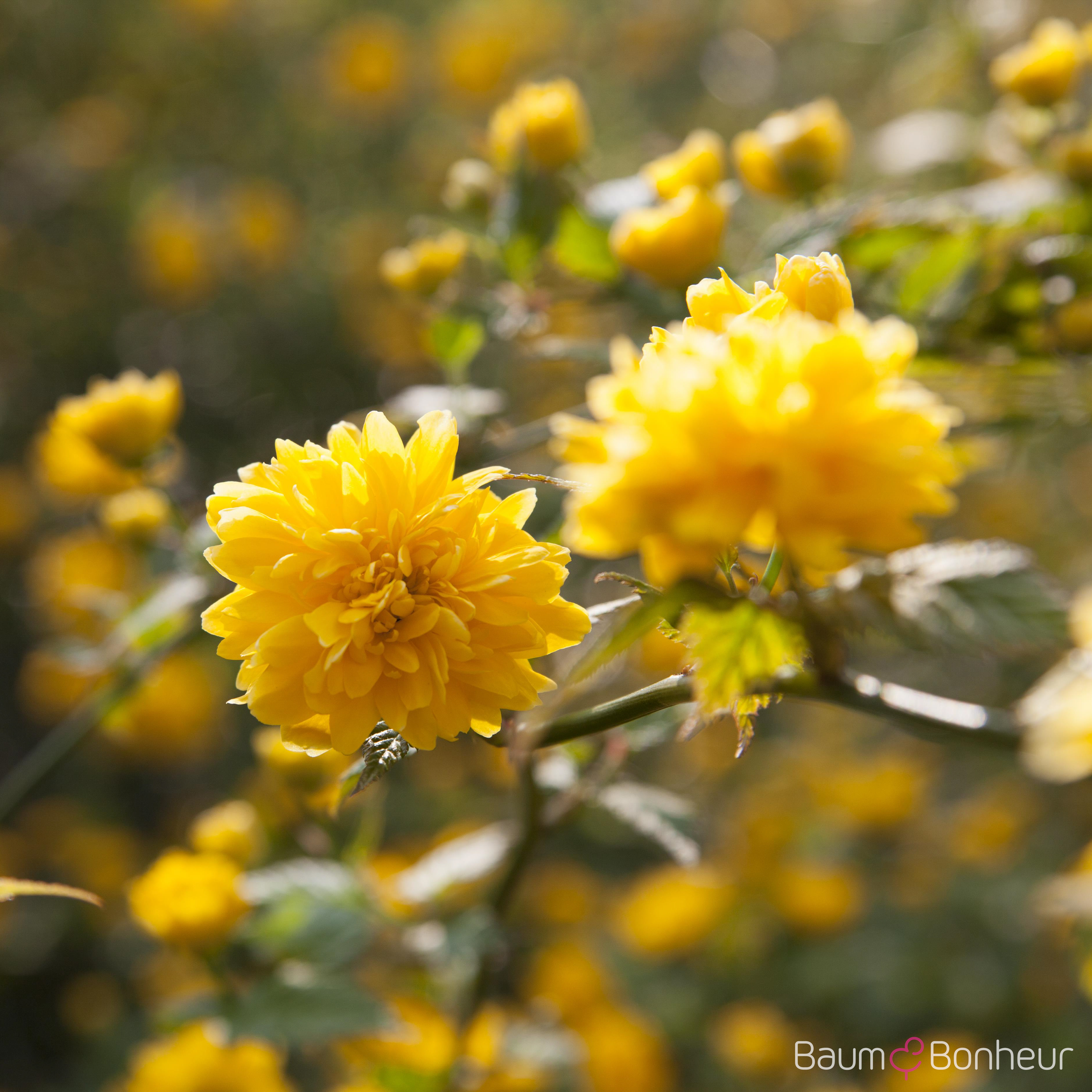 Kerria japonica 'Pleniflora'