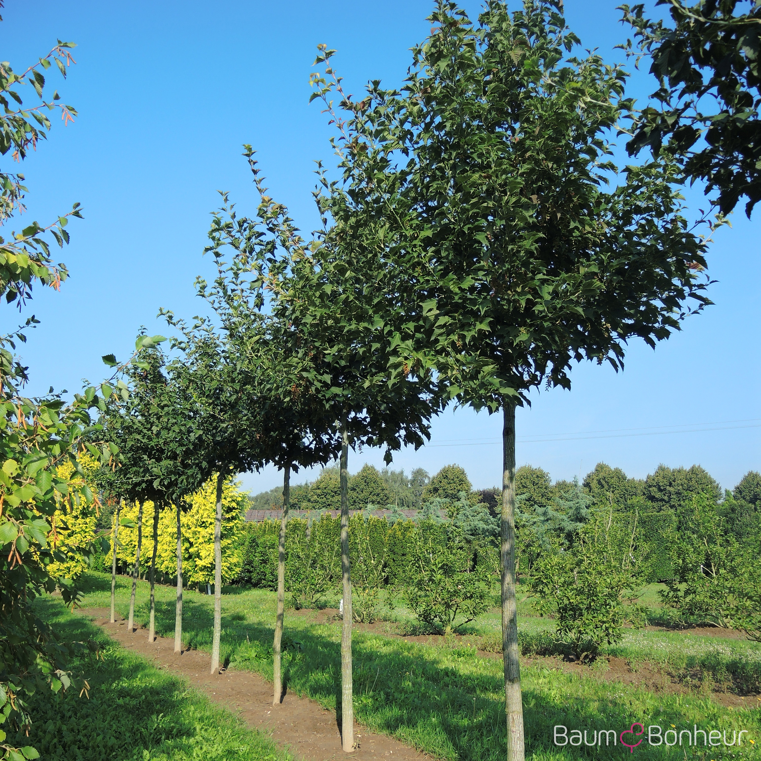 Acer rufinerve