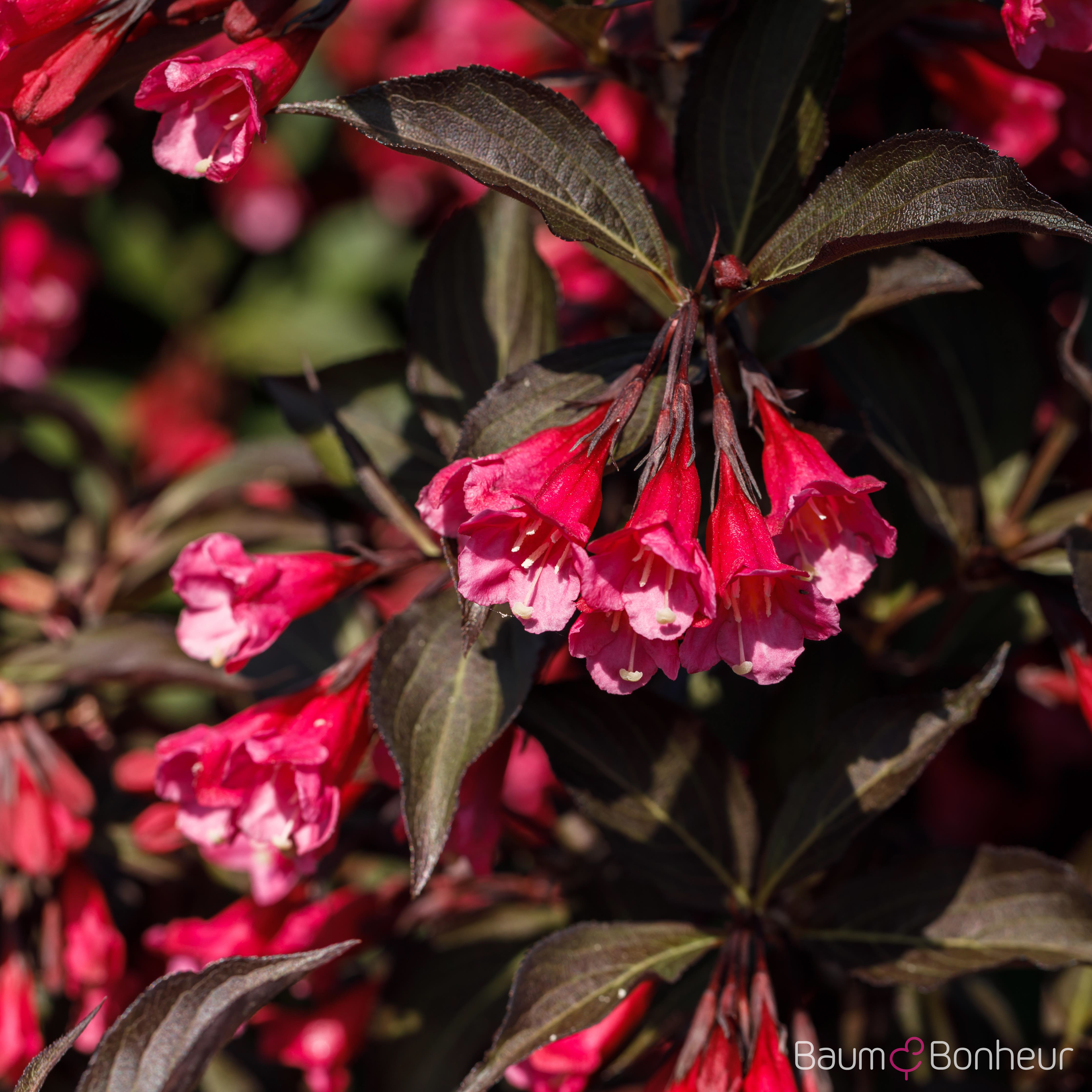 Weigela florida 'Victoria'