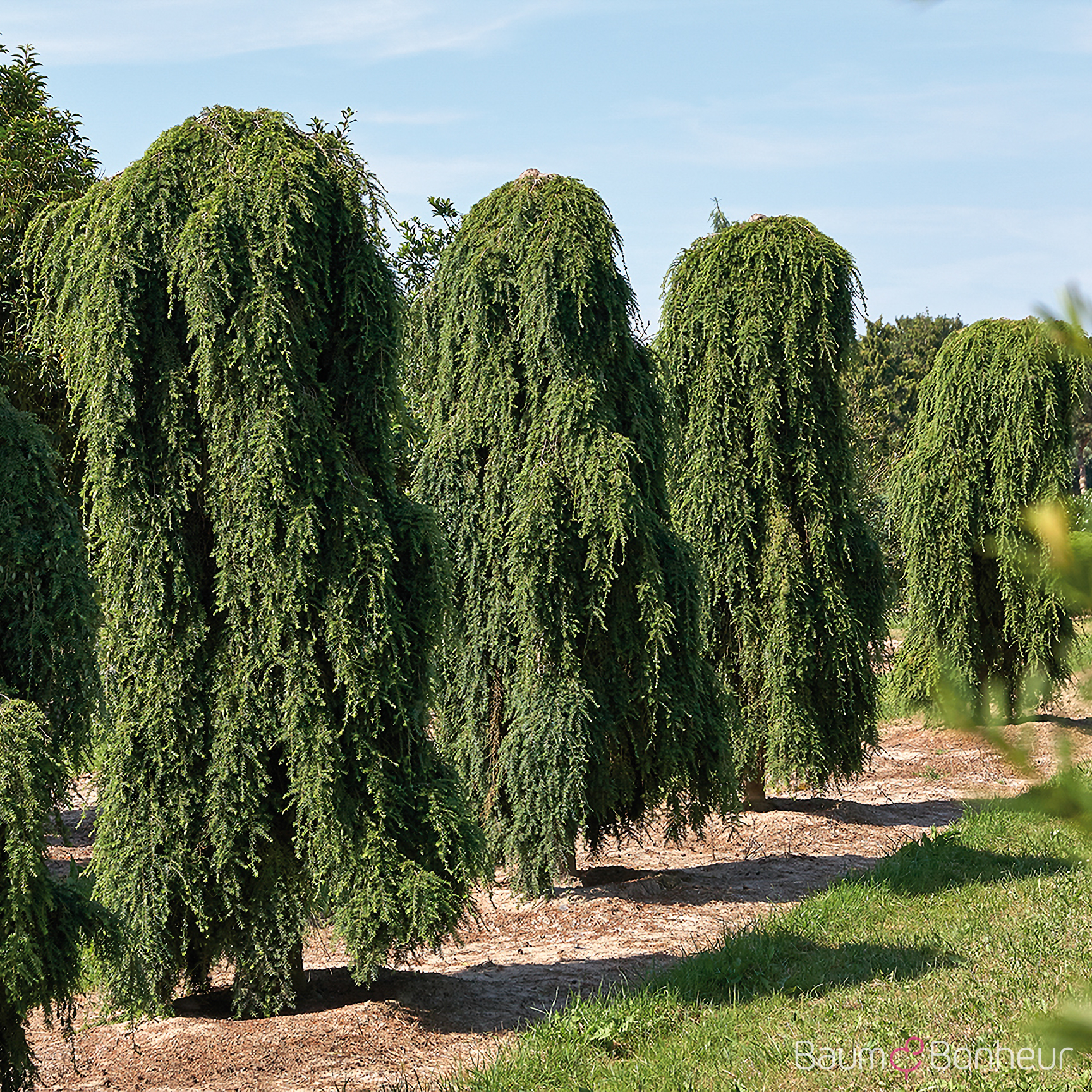 Tsuga canadensis 'Pendula'