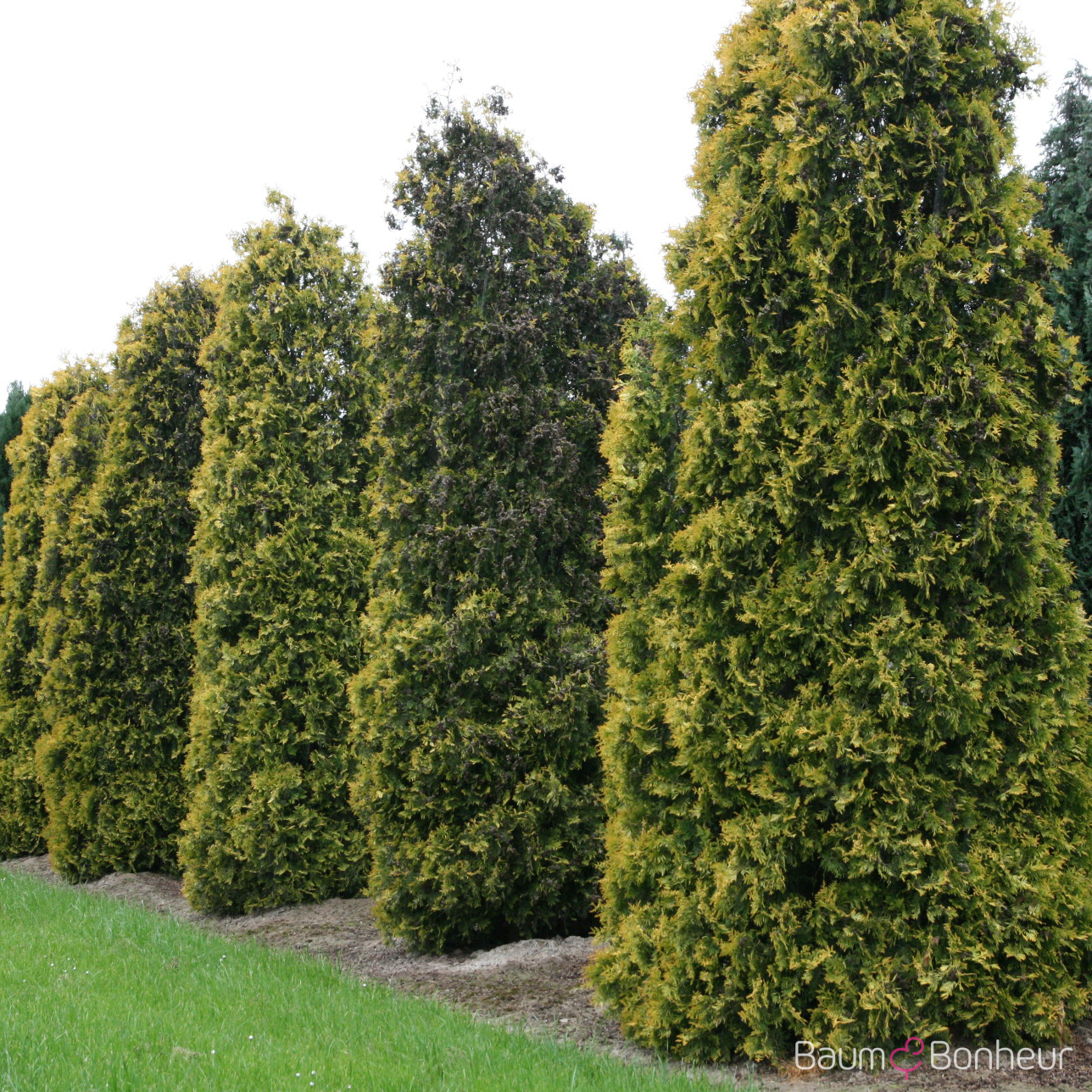 Thuja occidentalis 'Sunkist'