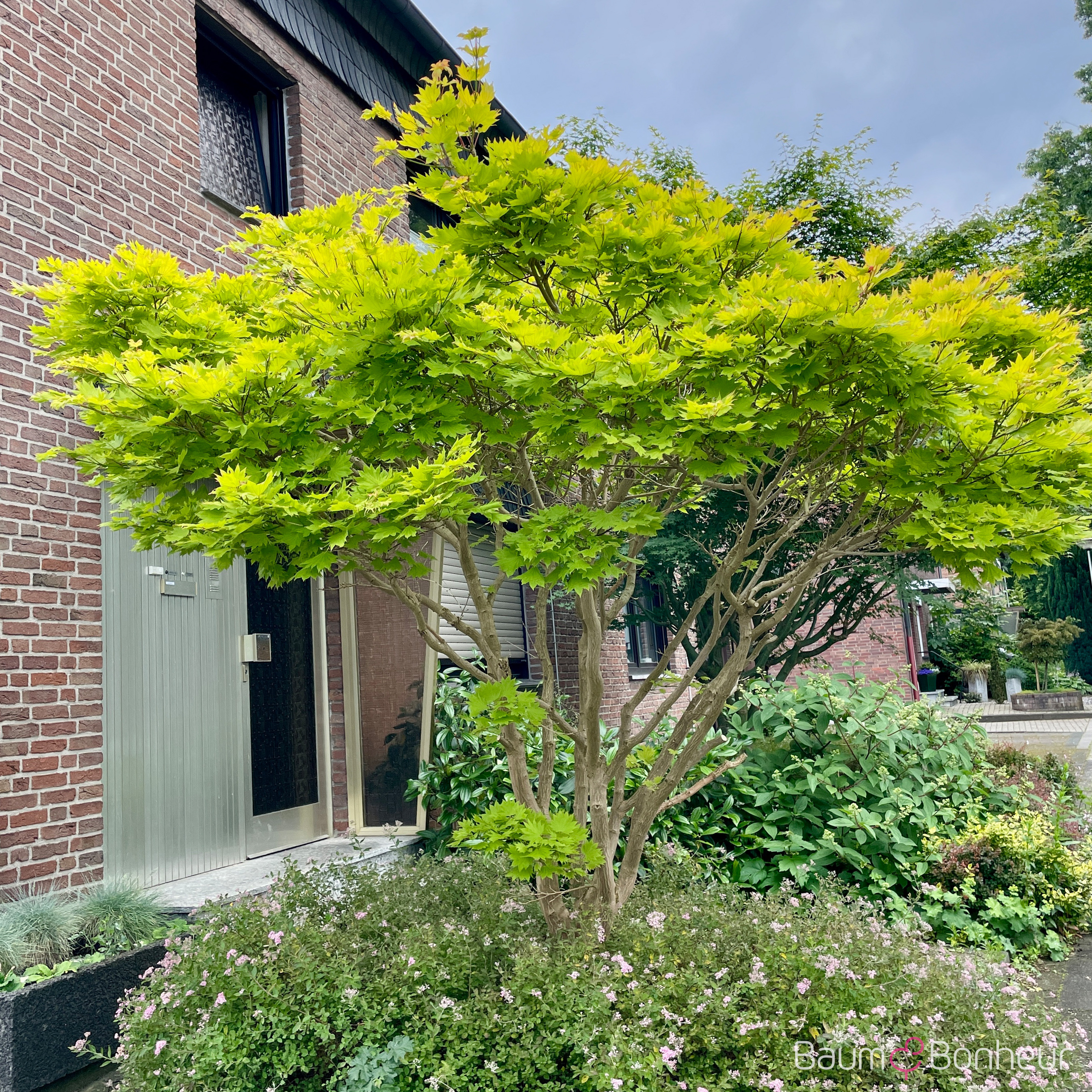 Acer shirasawanum 'Aureum'