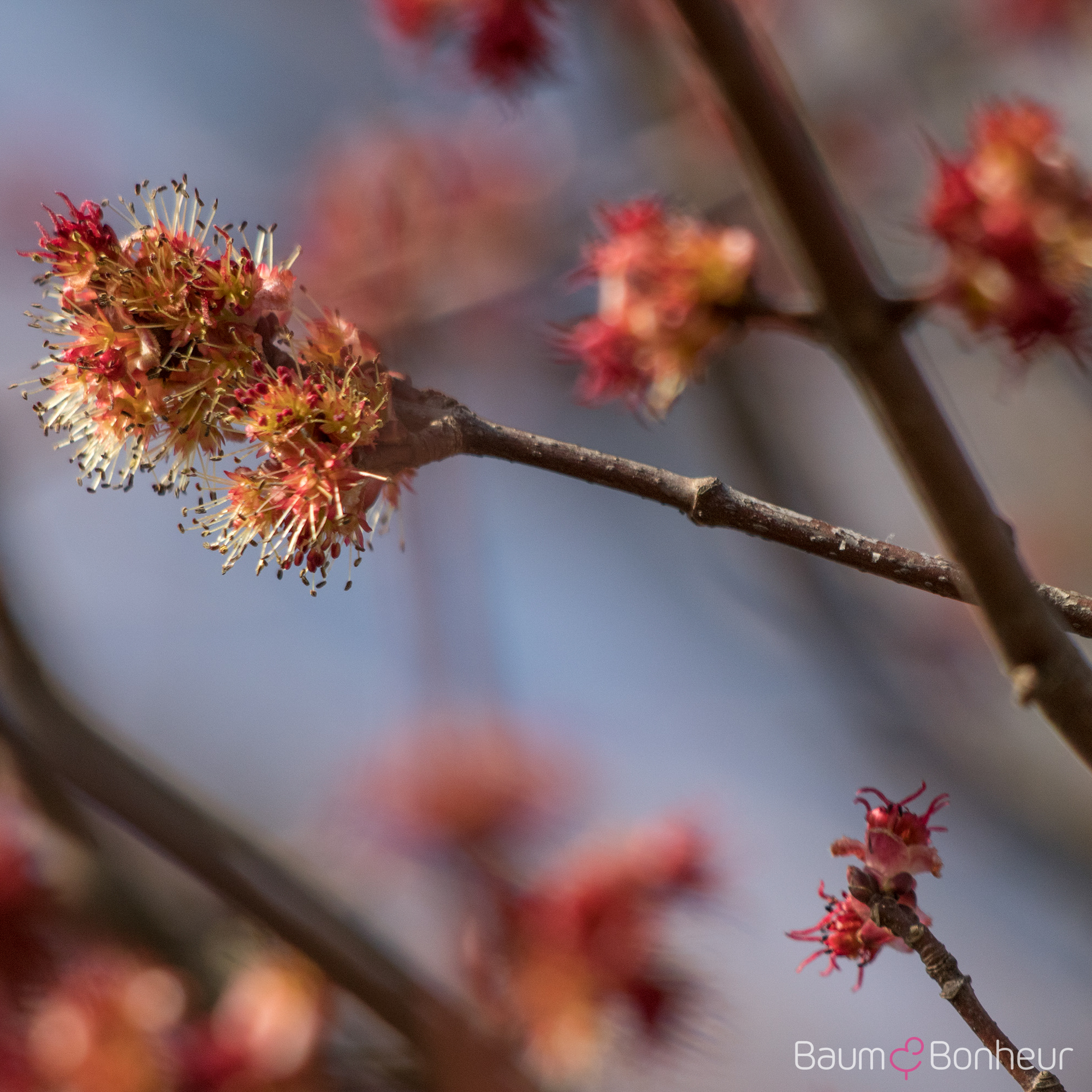 Acer rubrum 'October Glory'