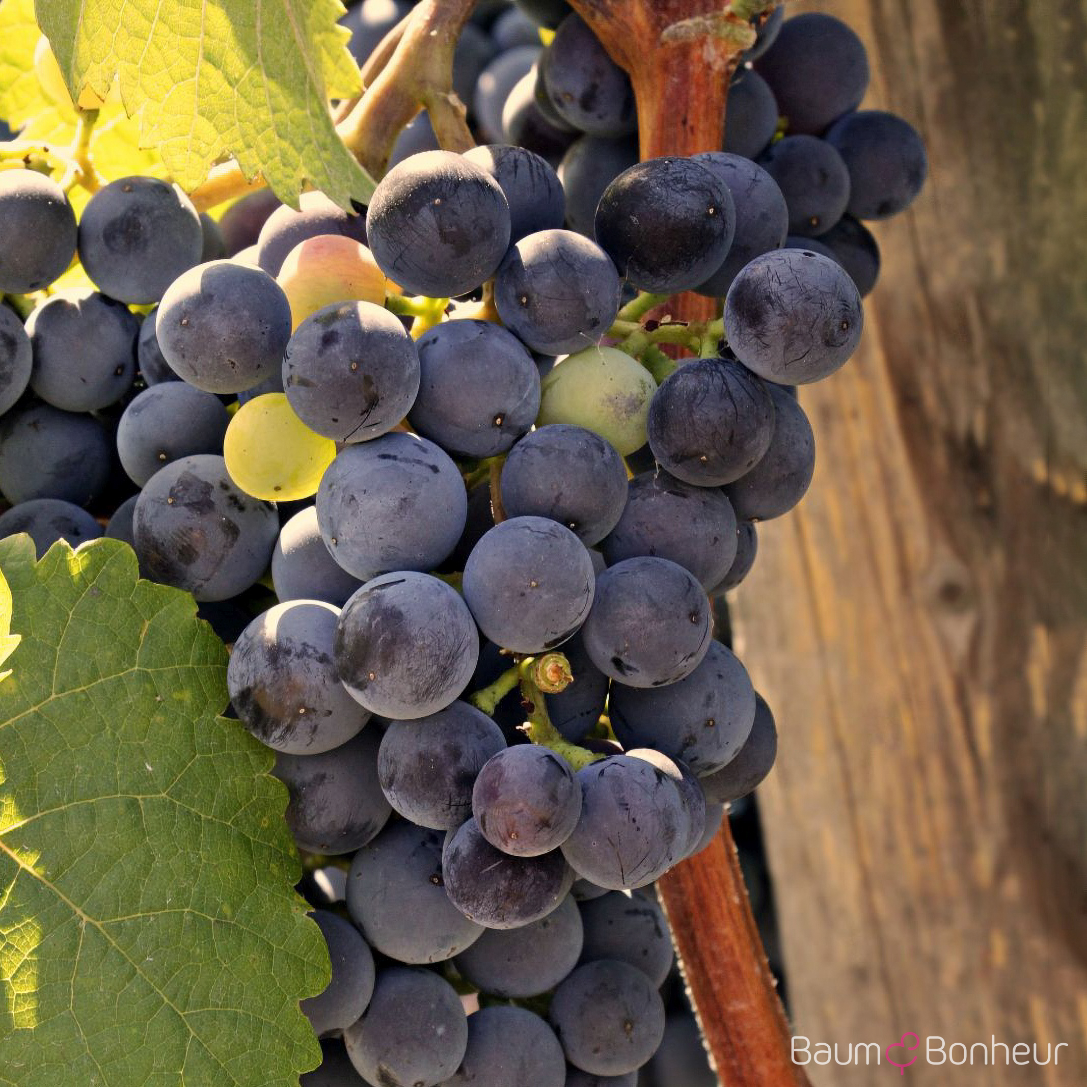 Vitis vinifera 'Regent'