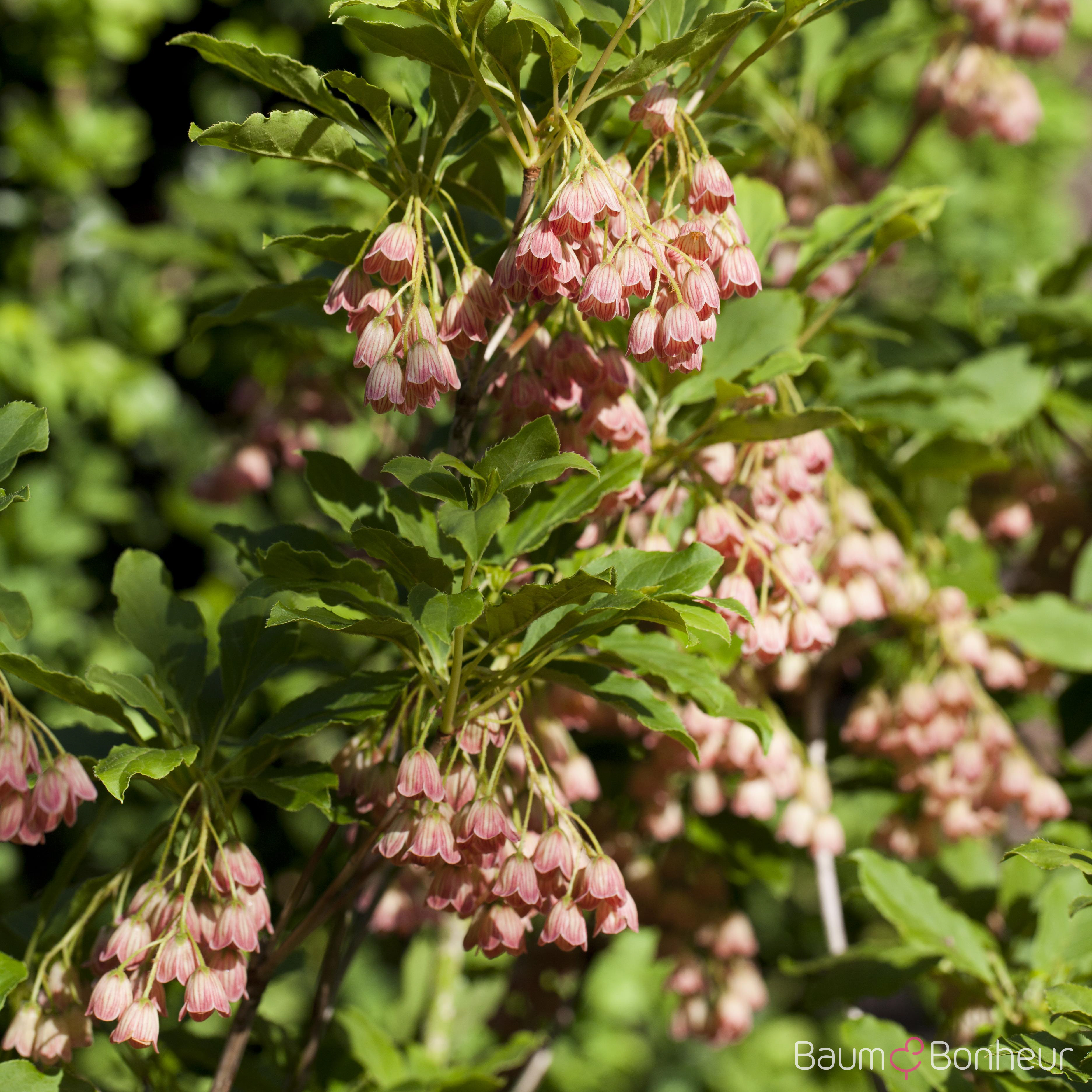 Enkianthus campanulatus