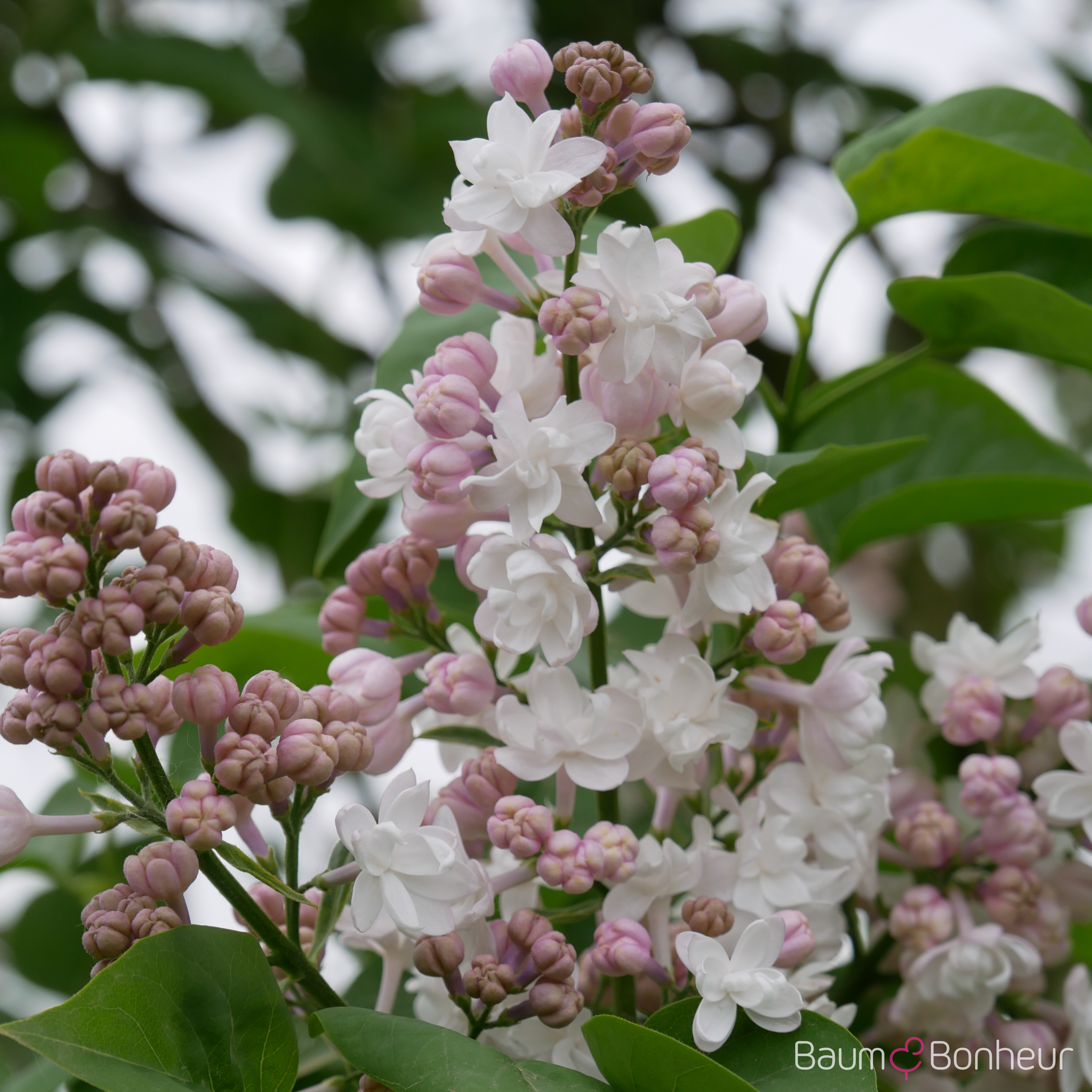 Syringa vulgaris 'Schöne von Moskau'®