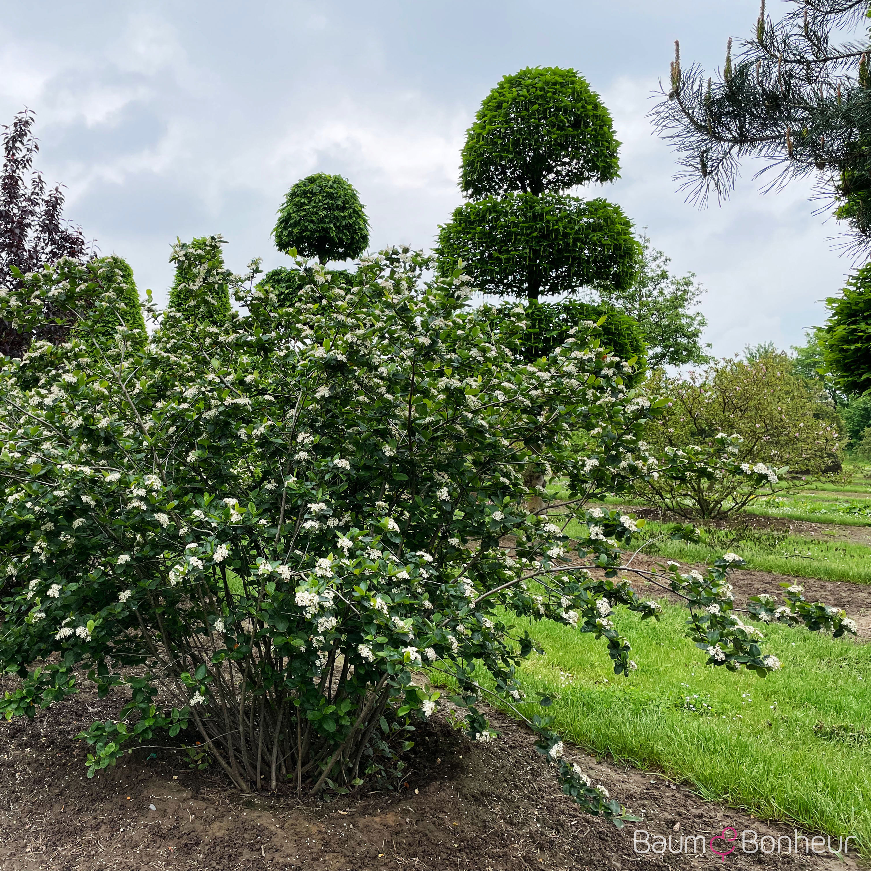 Aronia melanocarpa
