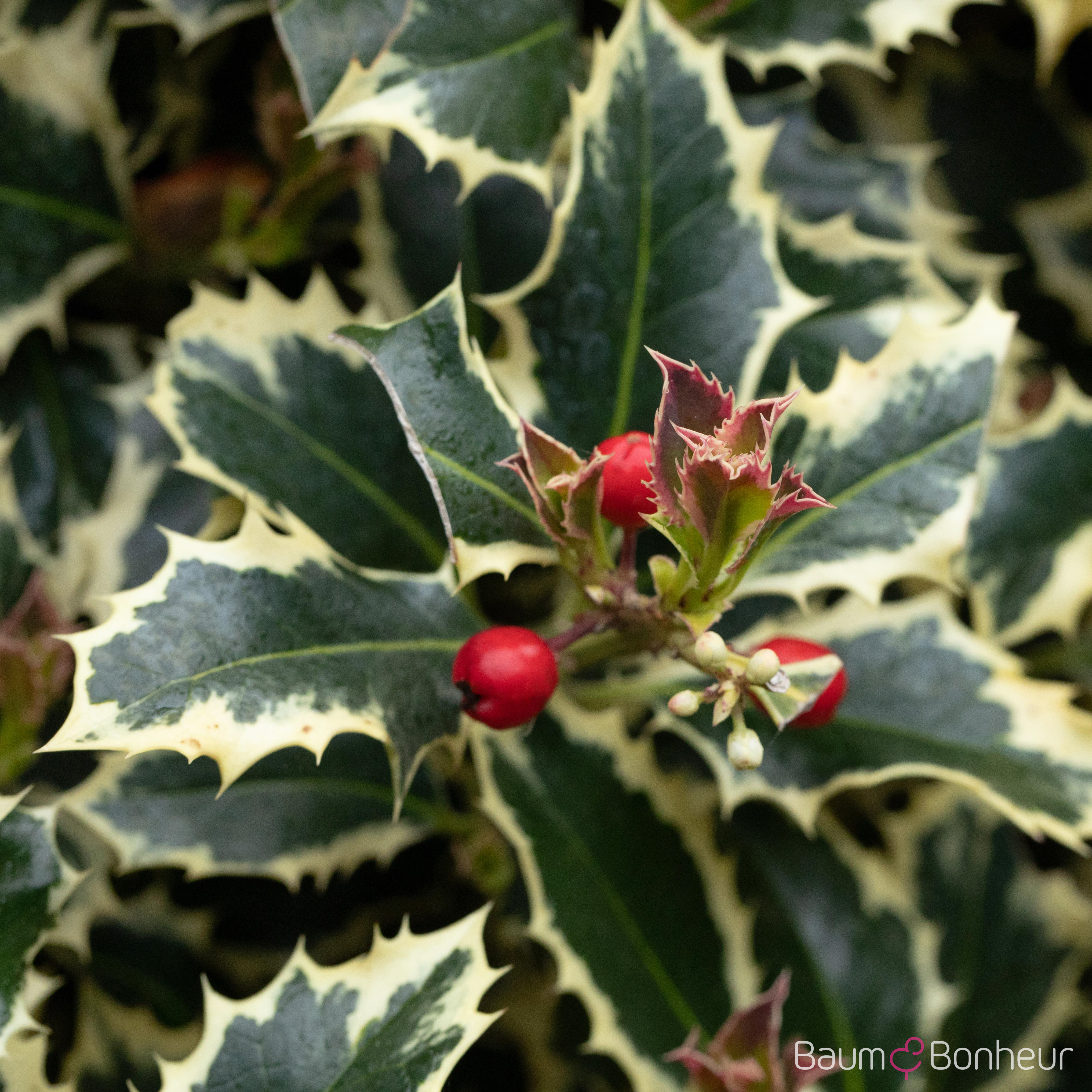 Ilex aquifolium 'Argentea Marginata'