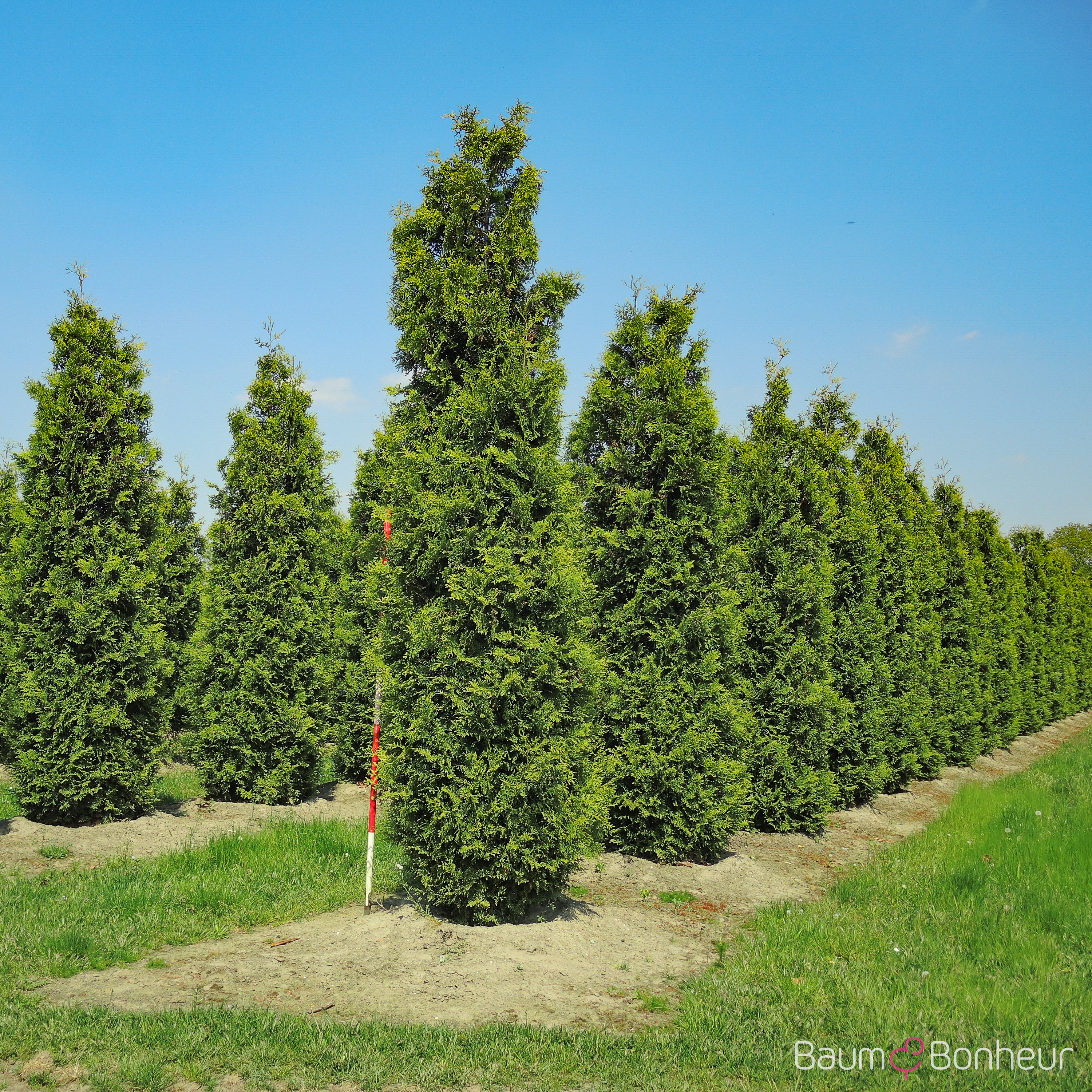 Thuja occidentalis 'Brabant'