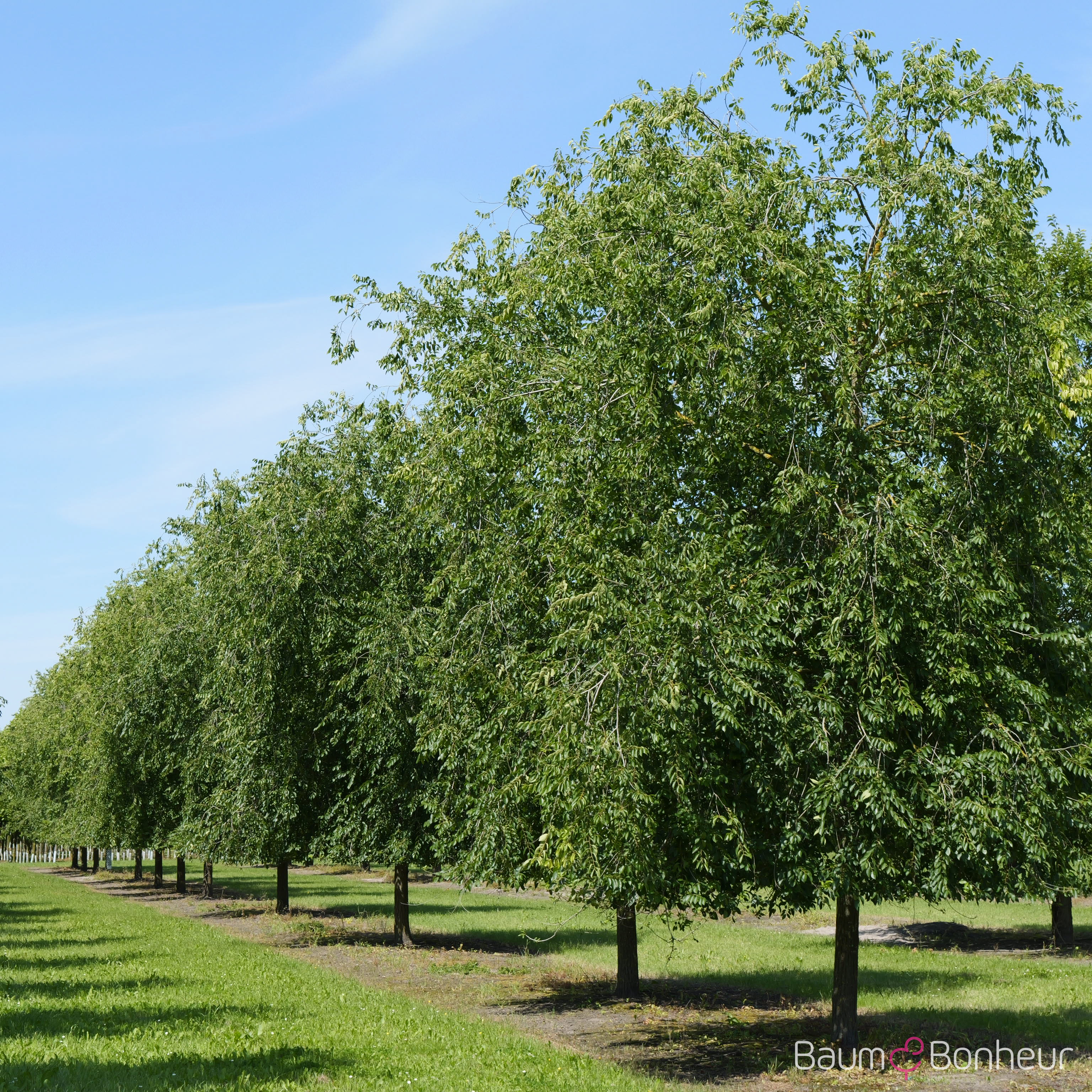 Ulmus 'Homestead'