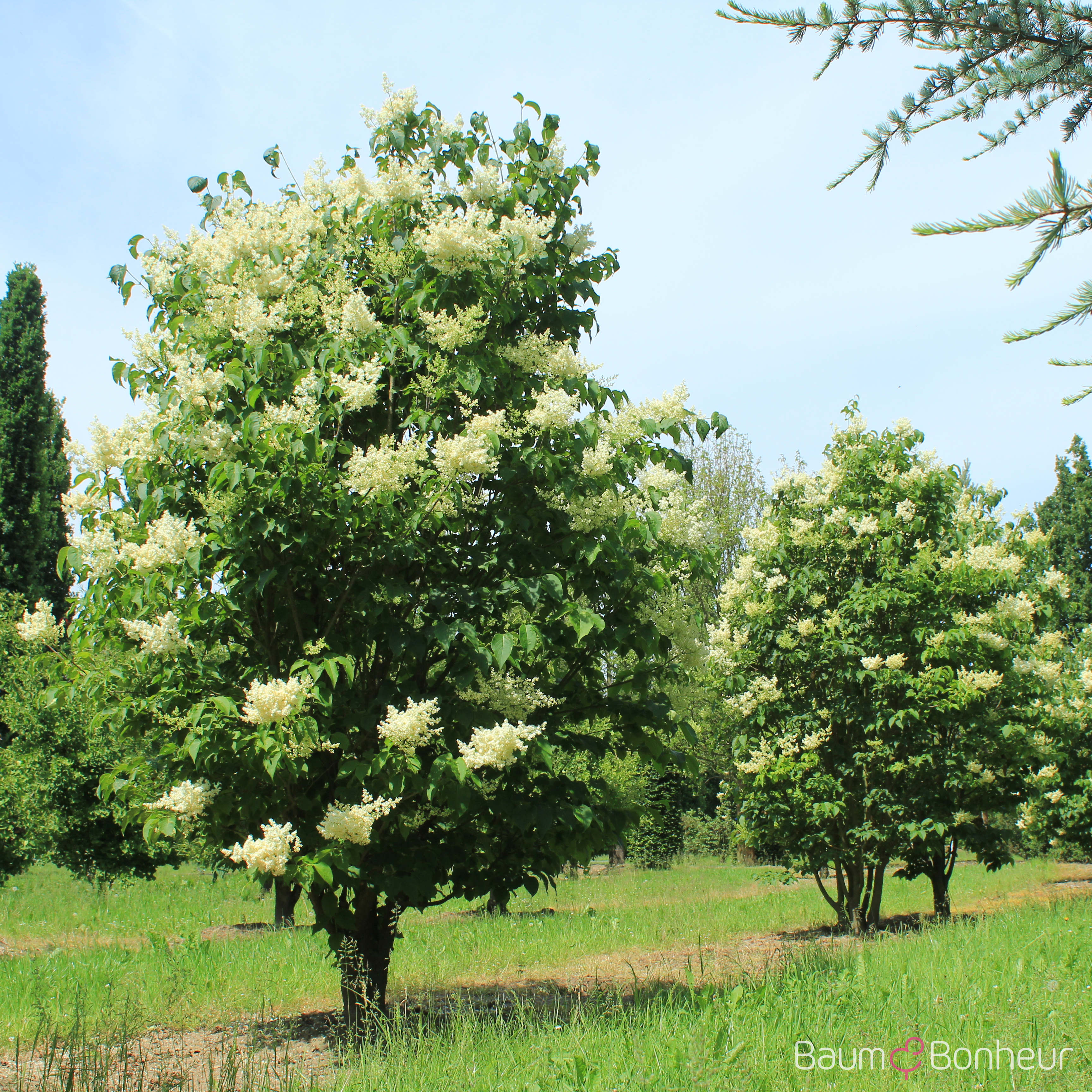 Syringa reticulata 'Ivory Silk'