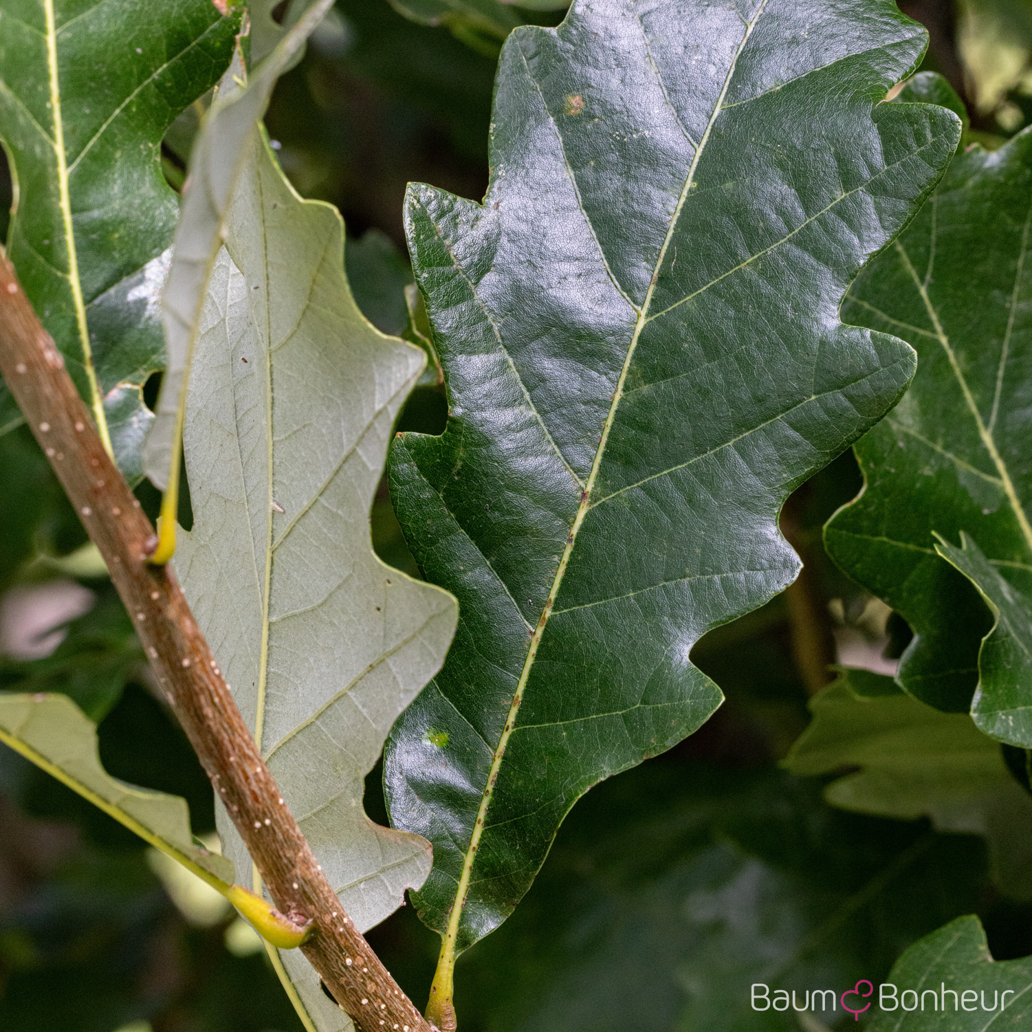 Quercus warei 'Long'