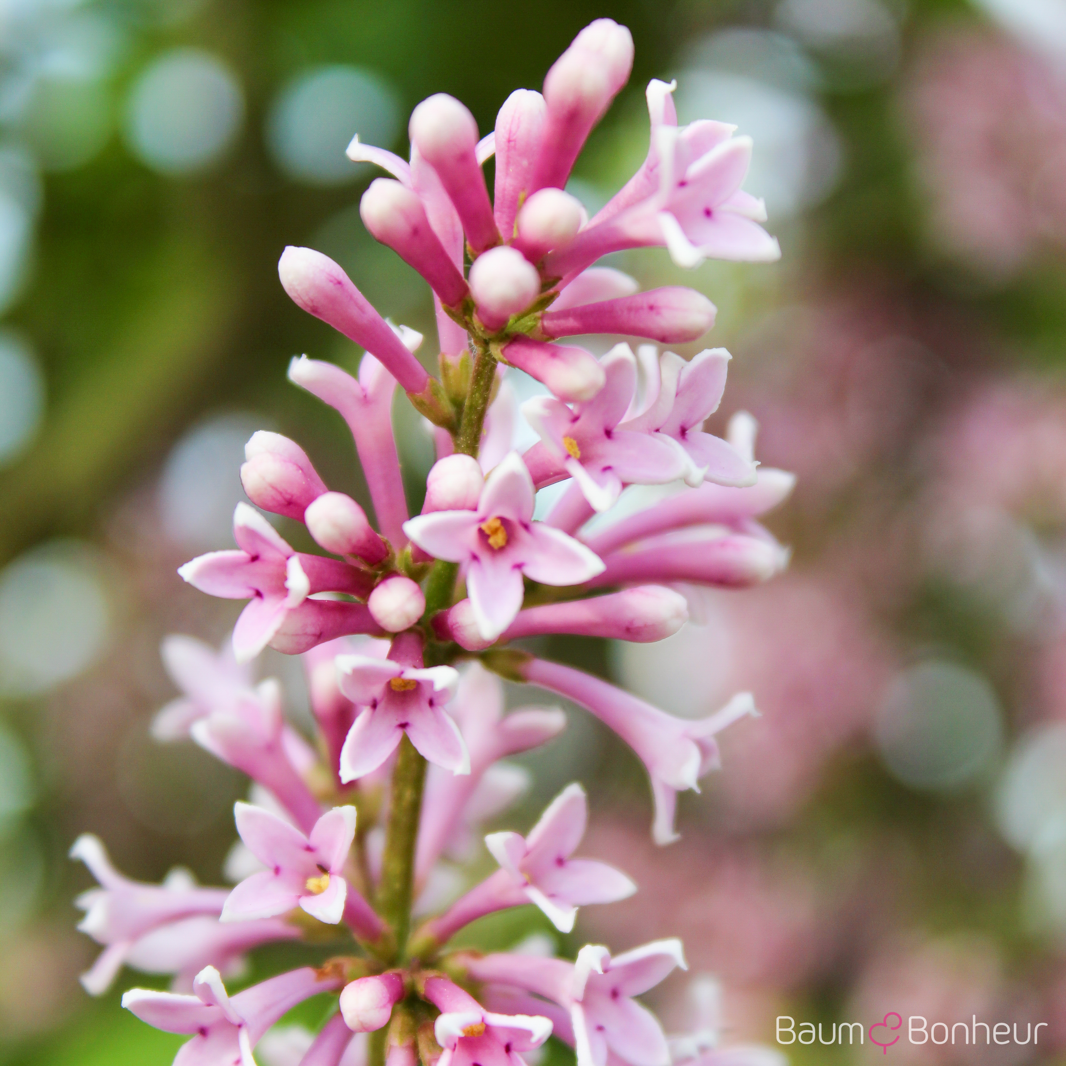 Syringa josikaea