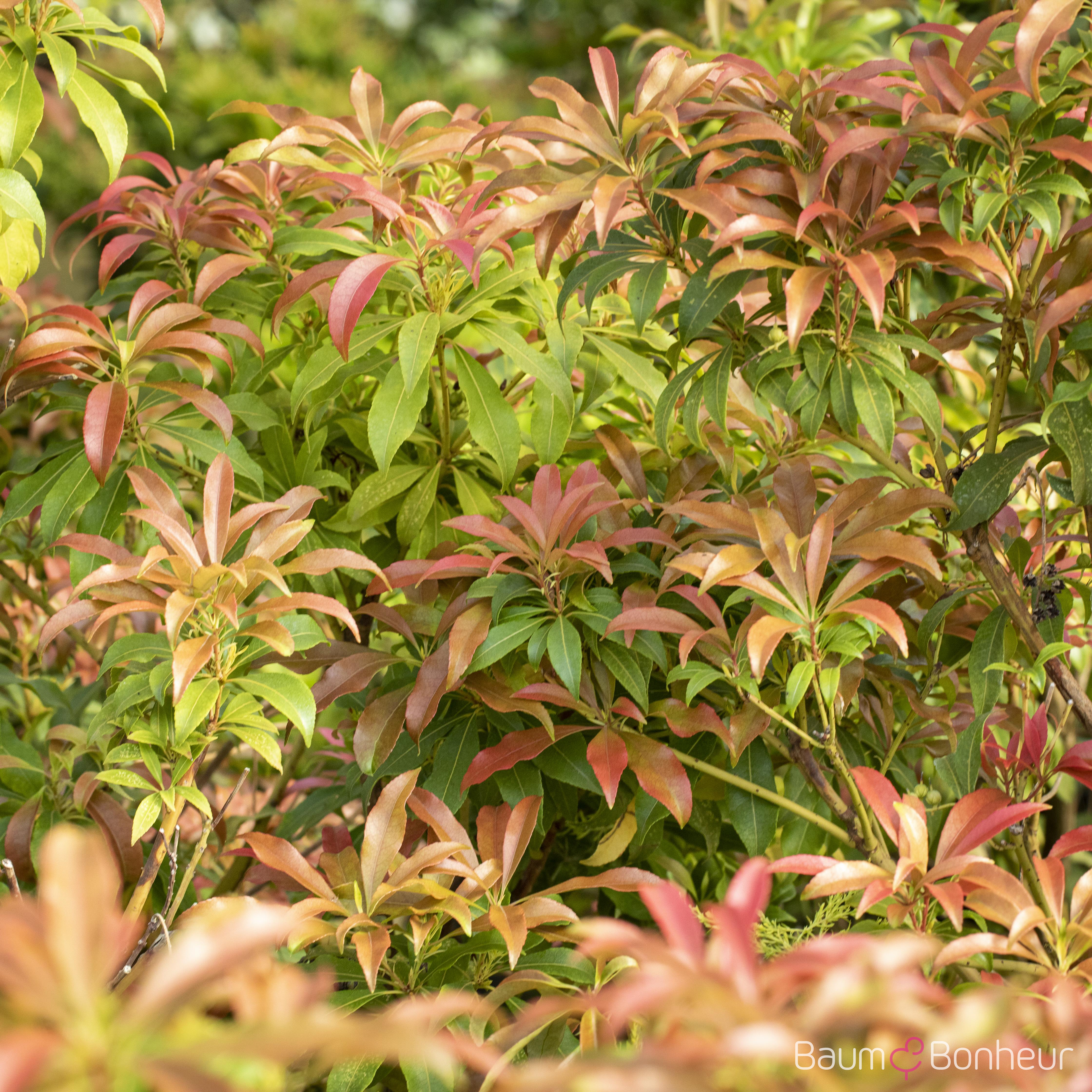 Pieris japonica