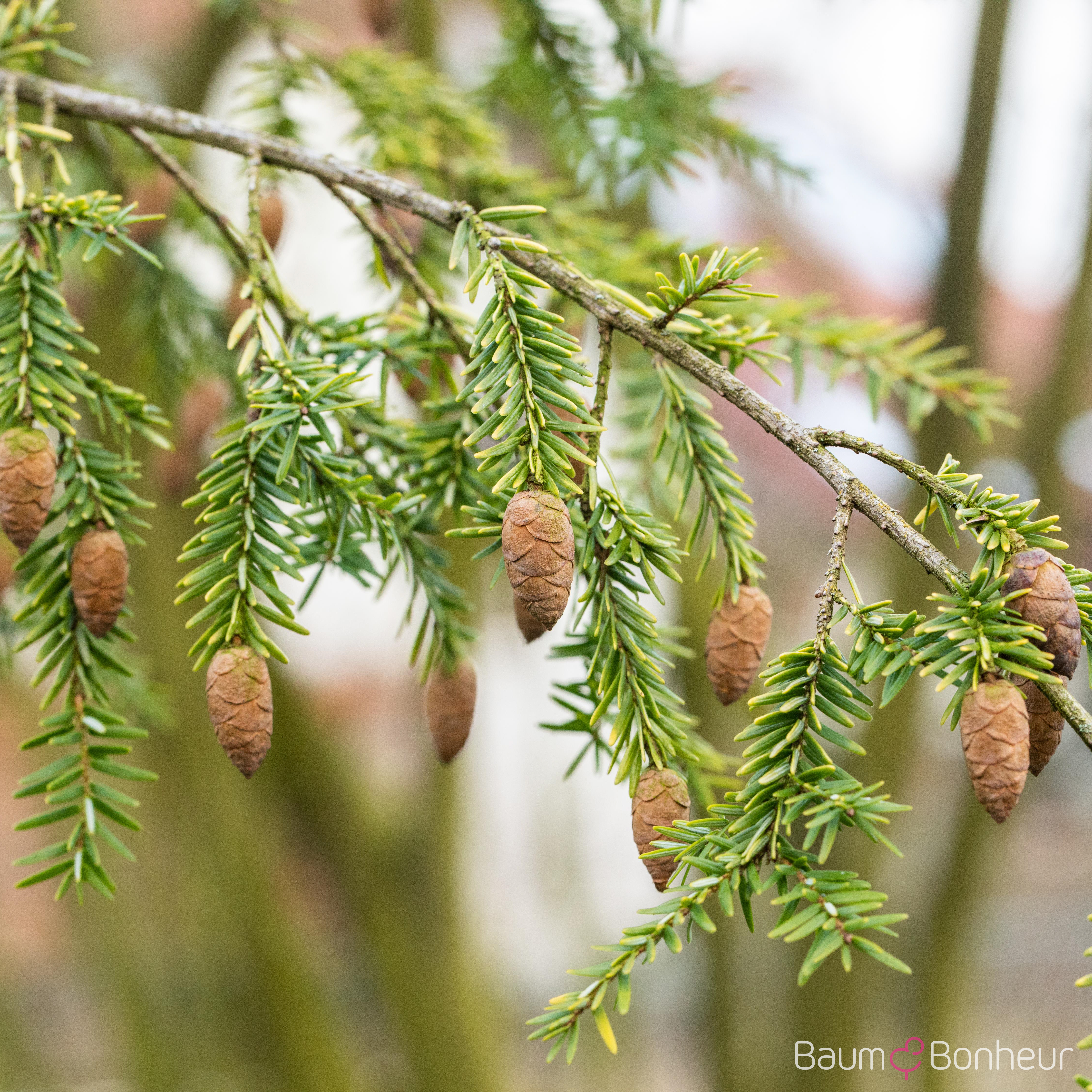 Tsuga canadensis