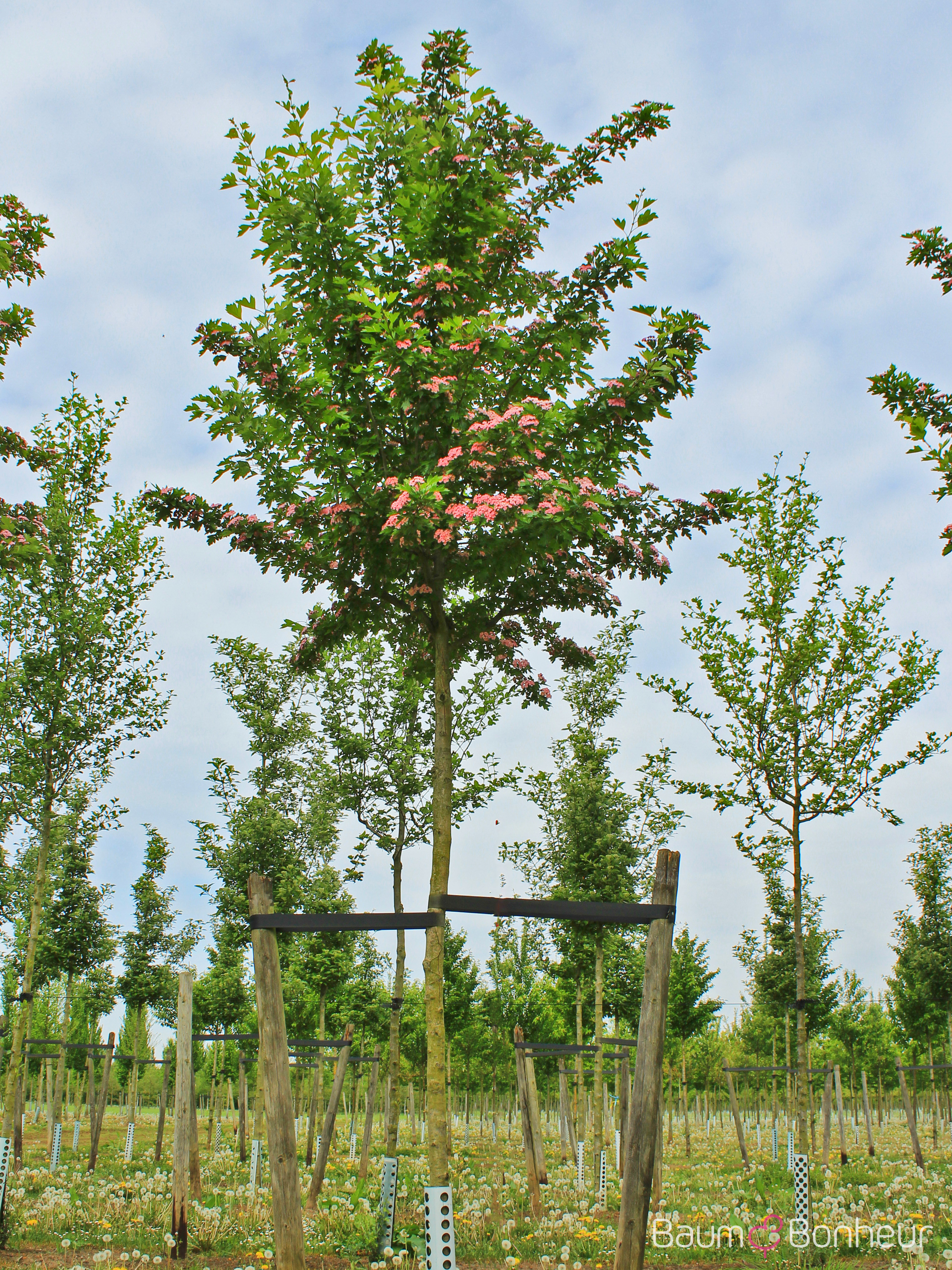 Crataegus mordenensis 'Toba'