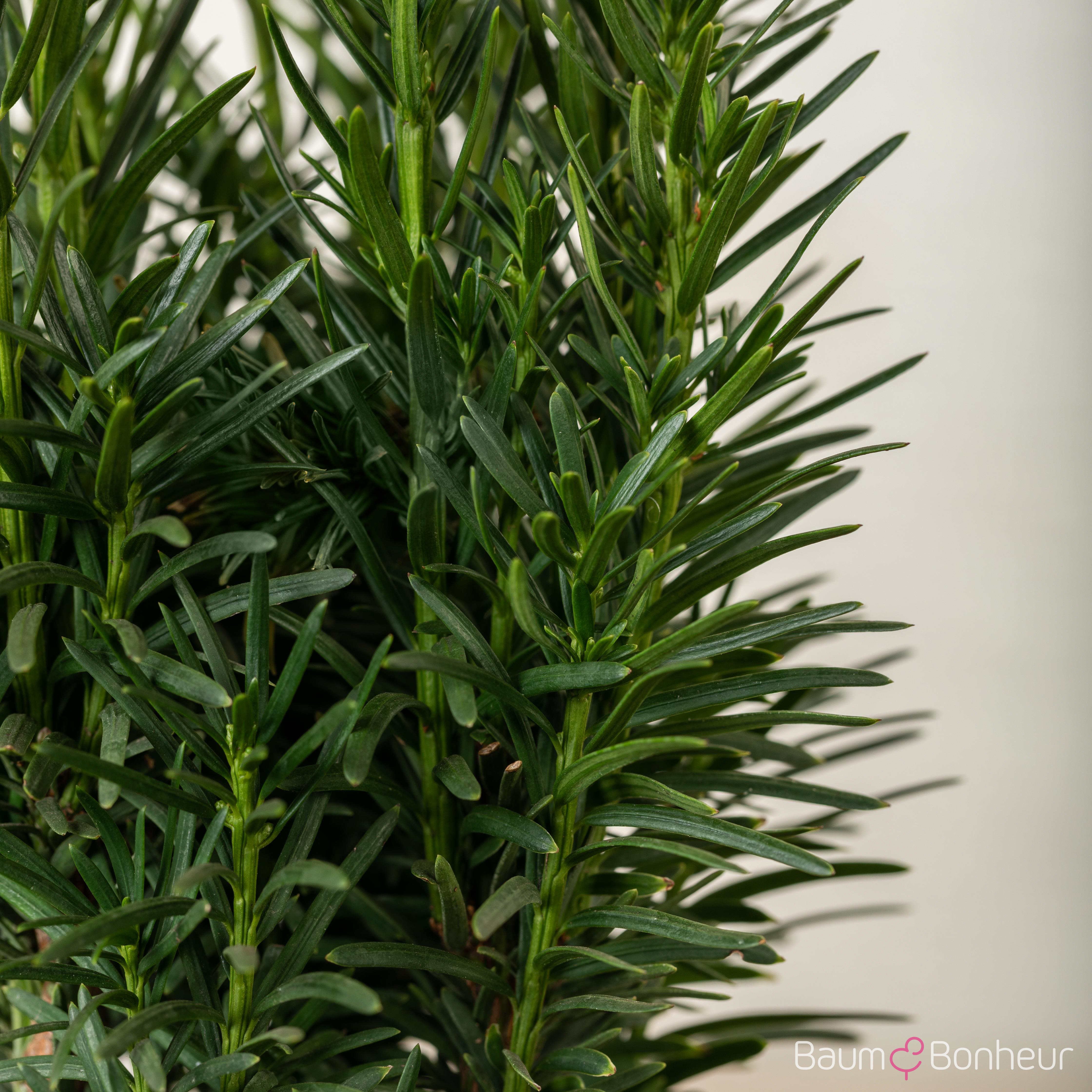 Taxus baccata 'Fastigiata Robusta'