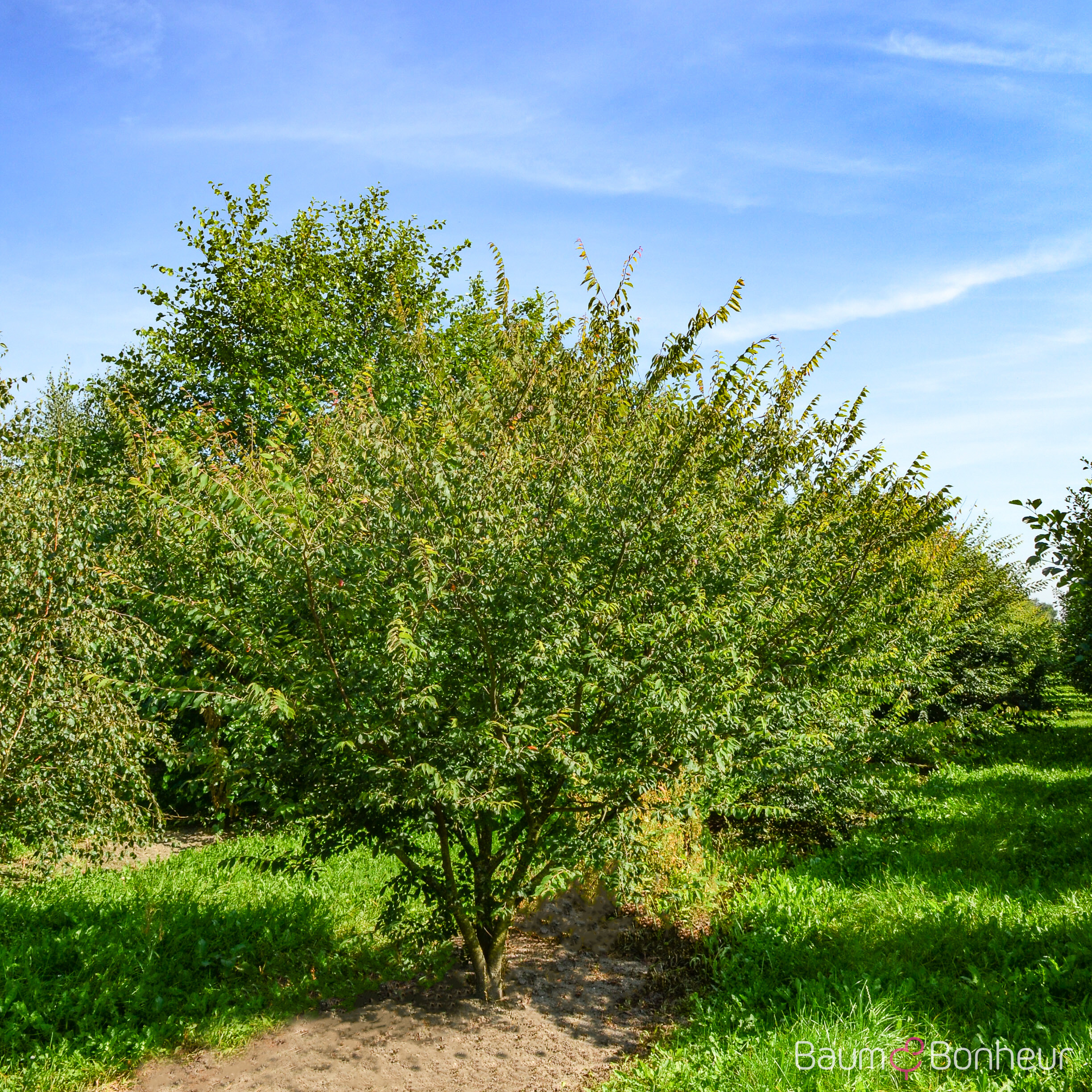 Zelkova serrata