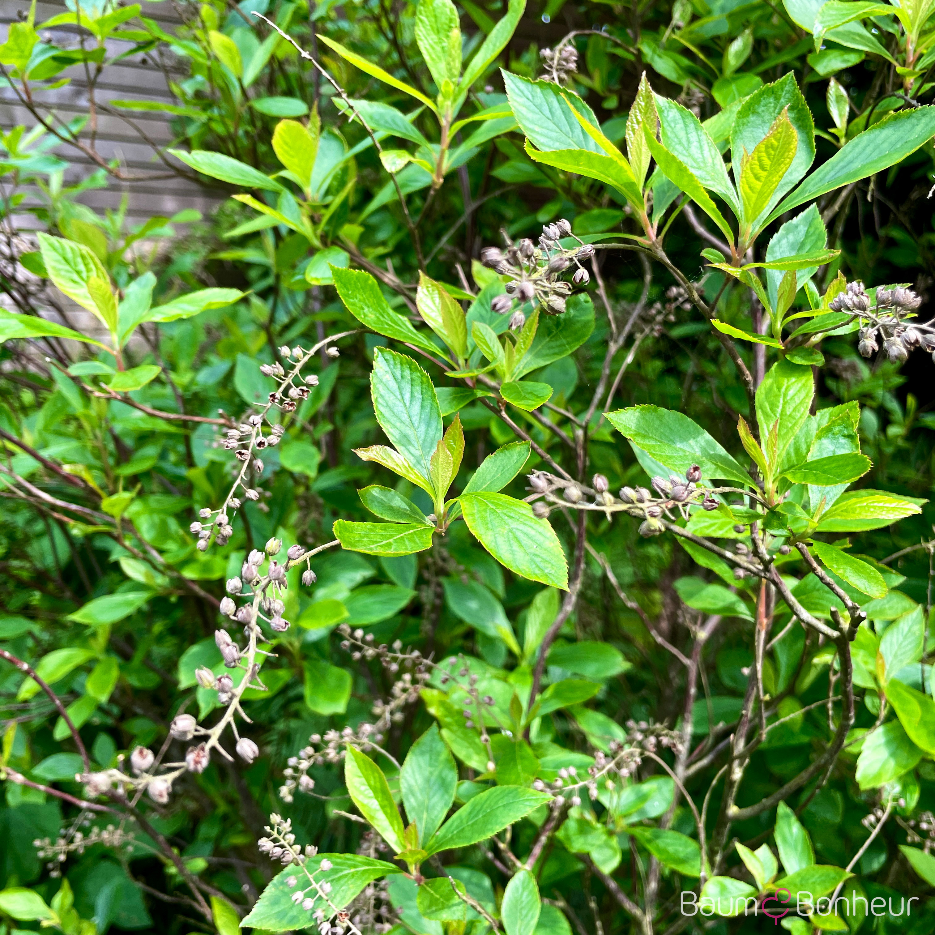 Clethra alnifolia