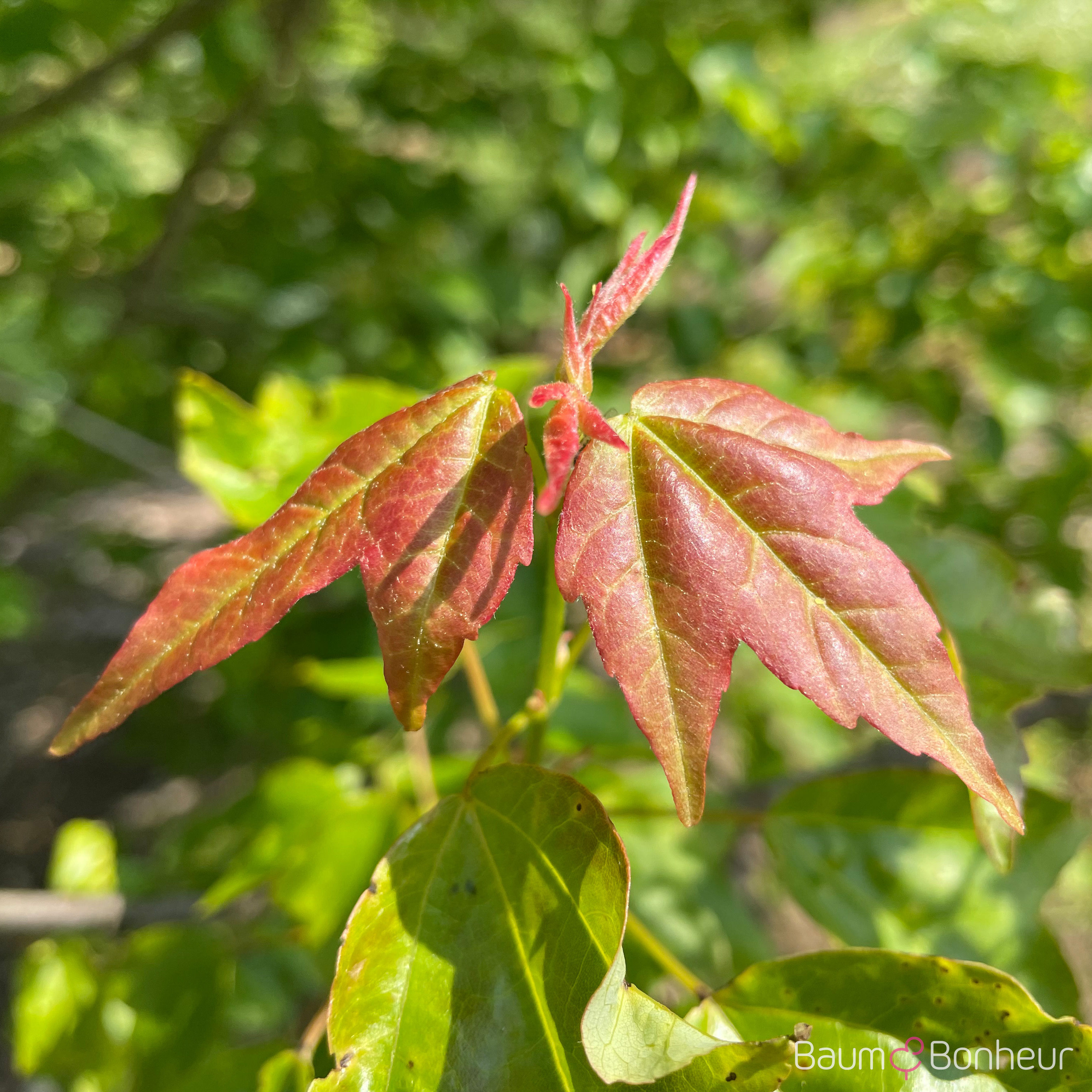 Acer buergerianum