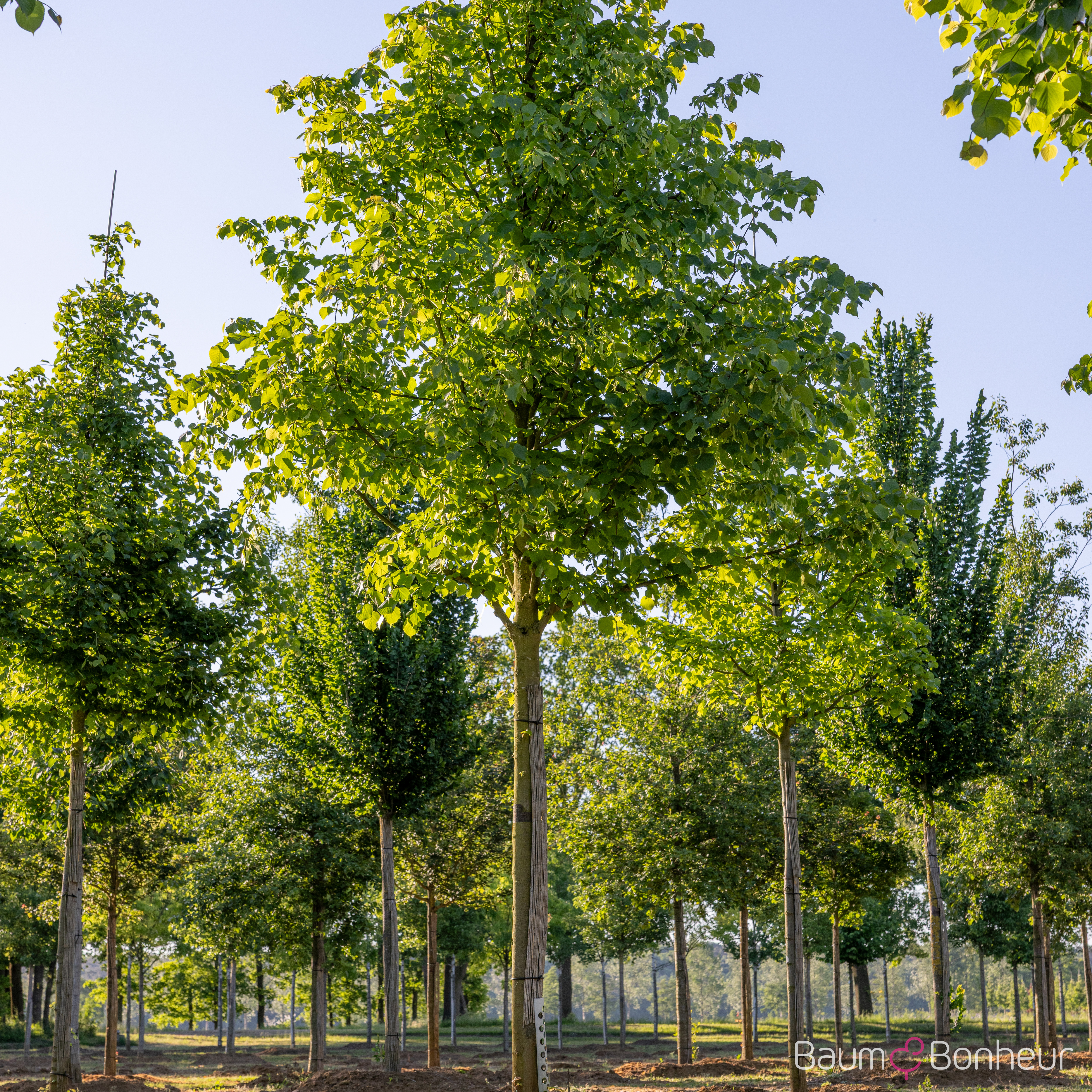 Tilia europaea 'Pallida Typ Lappen'