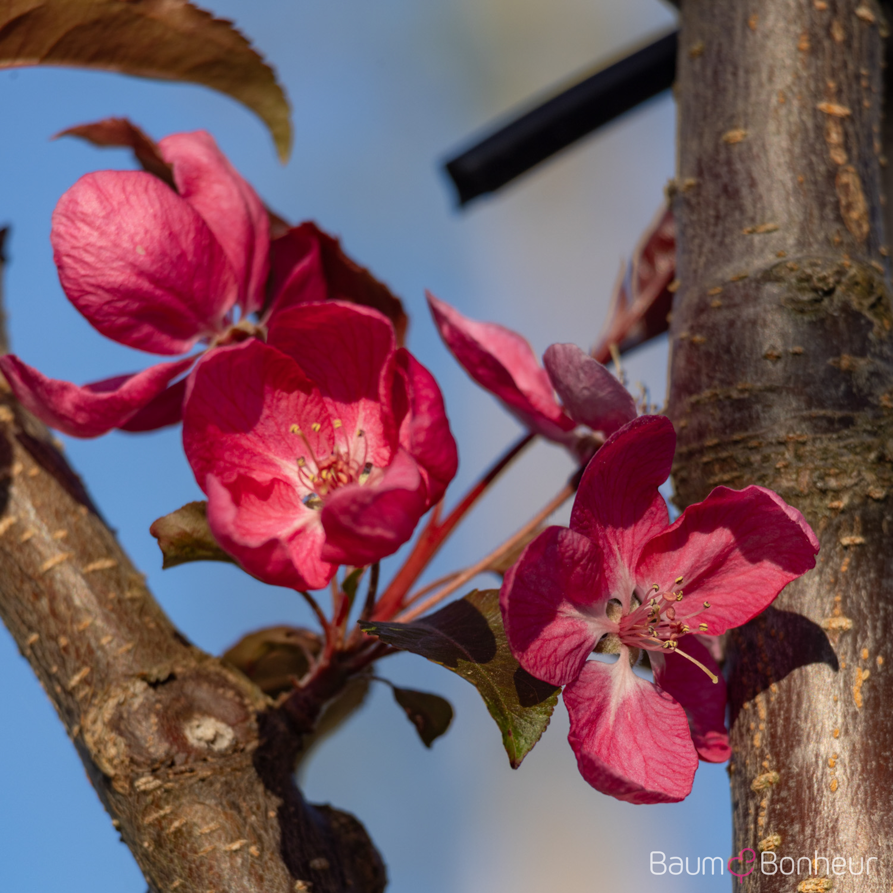 Malus 'Rudolph'