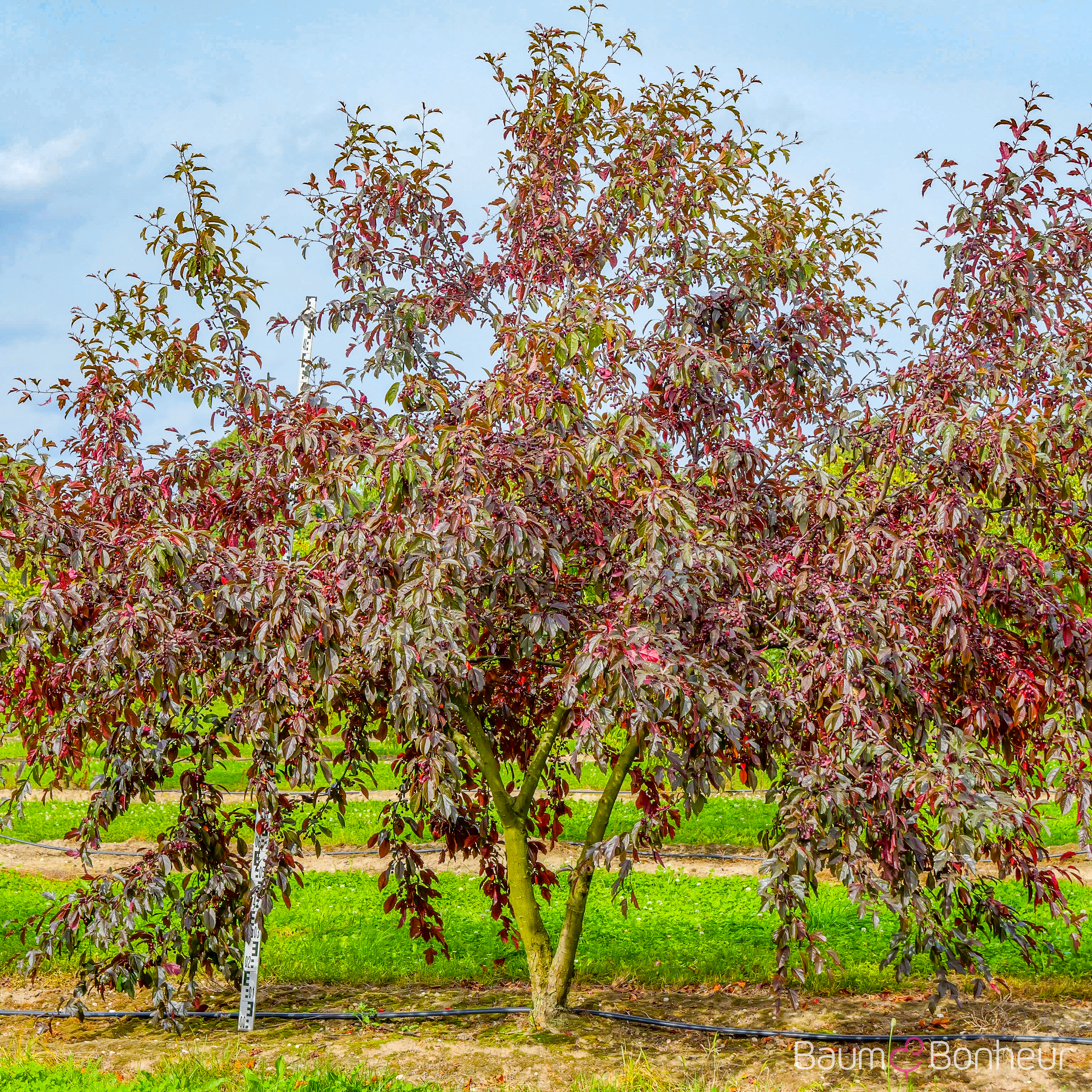 Malus 'Freija' -R-