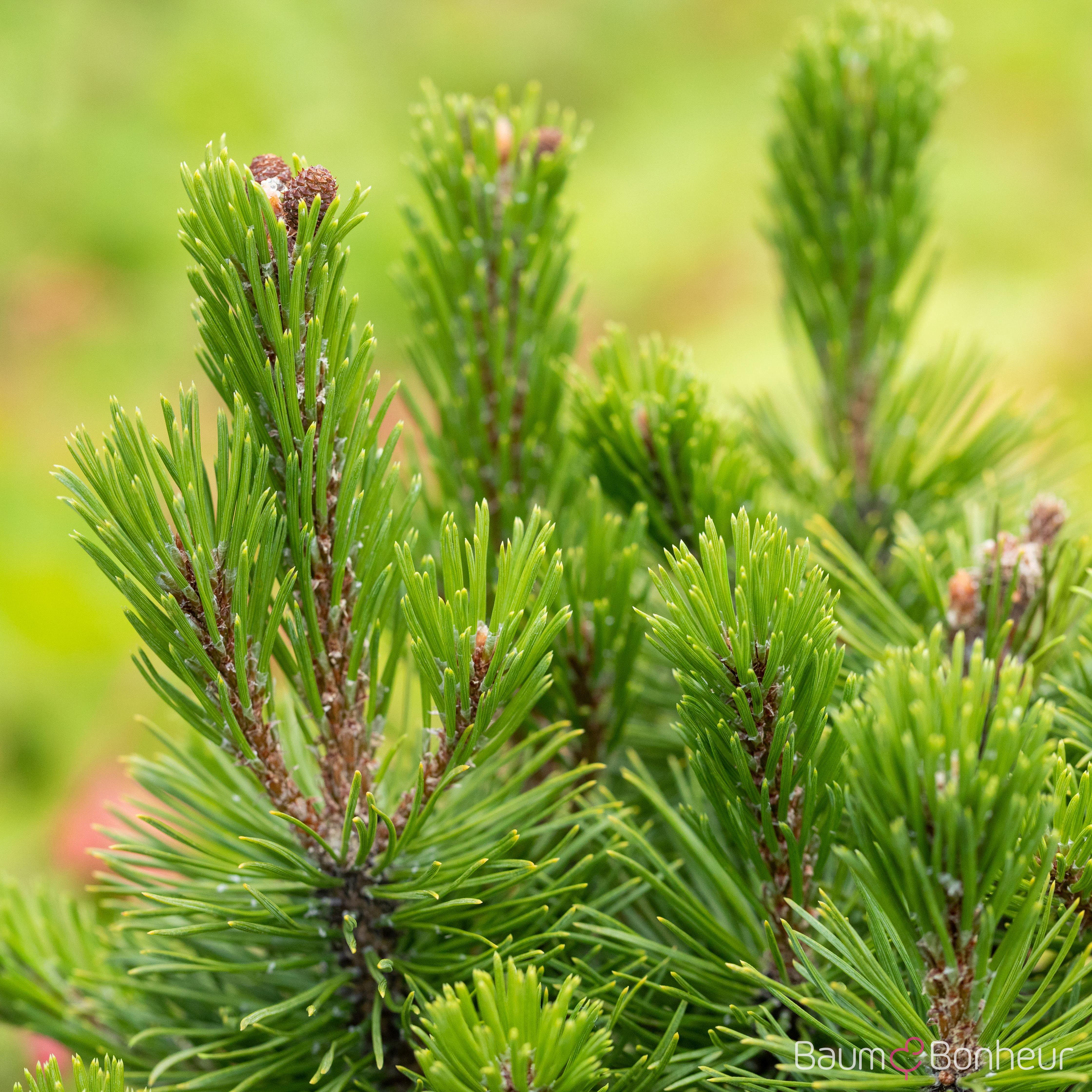 Pinus mugo 'Mops'
