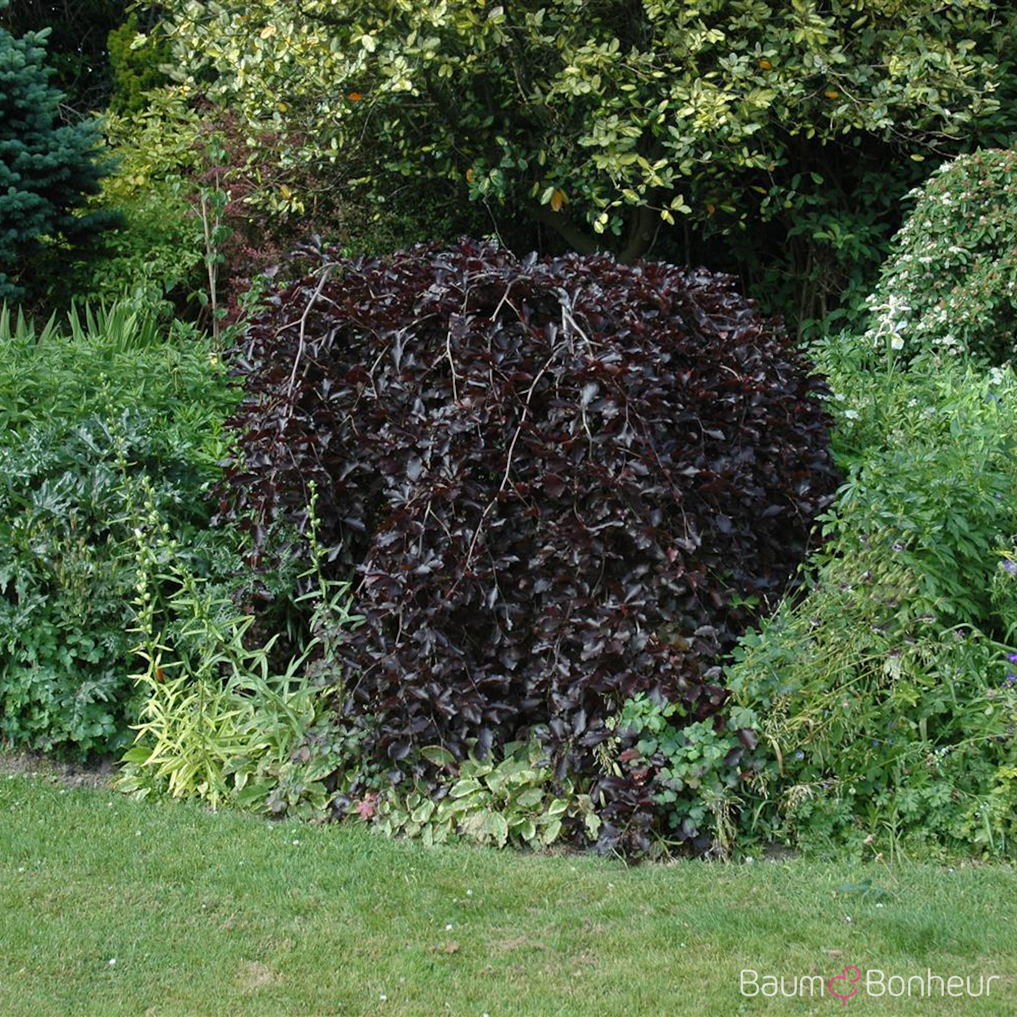 Fagus sylvatica 'Purpurea Pendula'