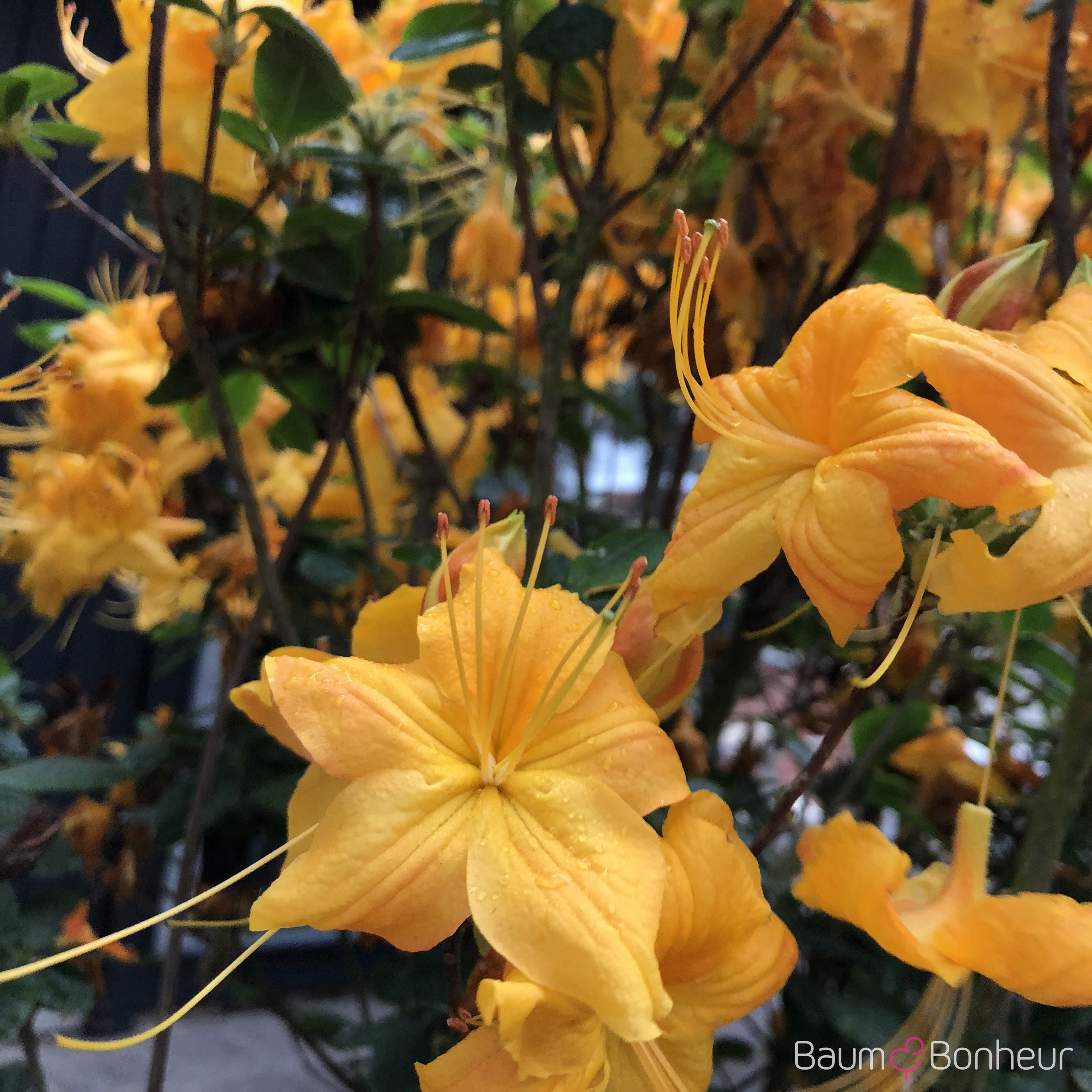 Rhododendron luteum 'Klondyke'