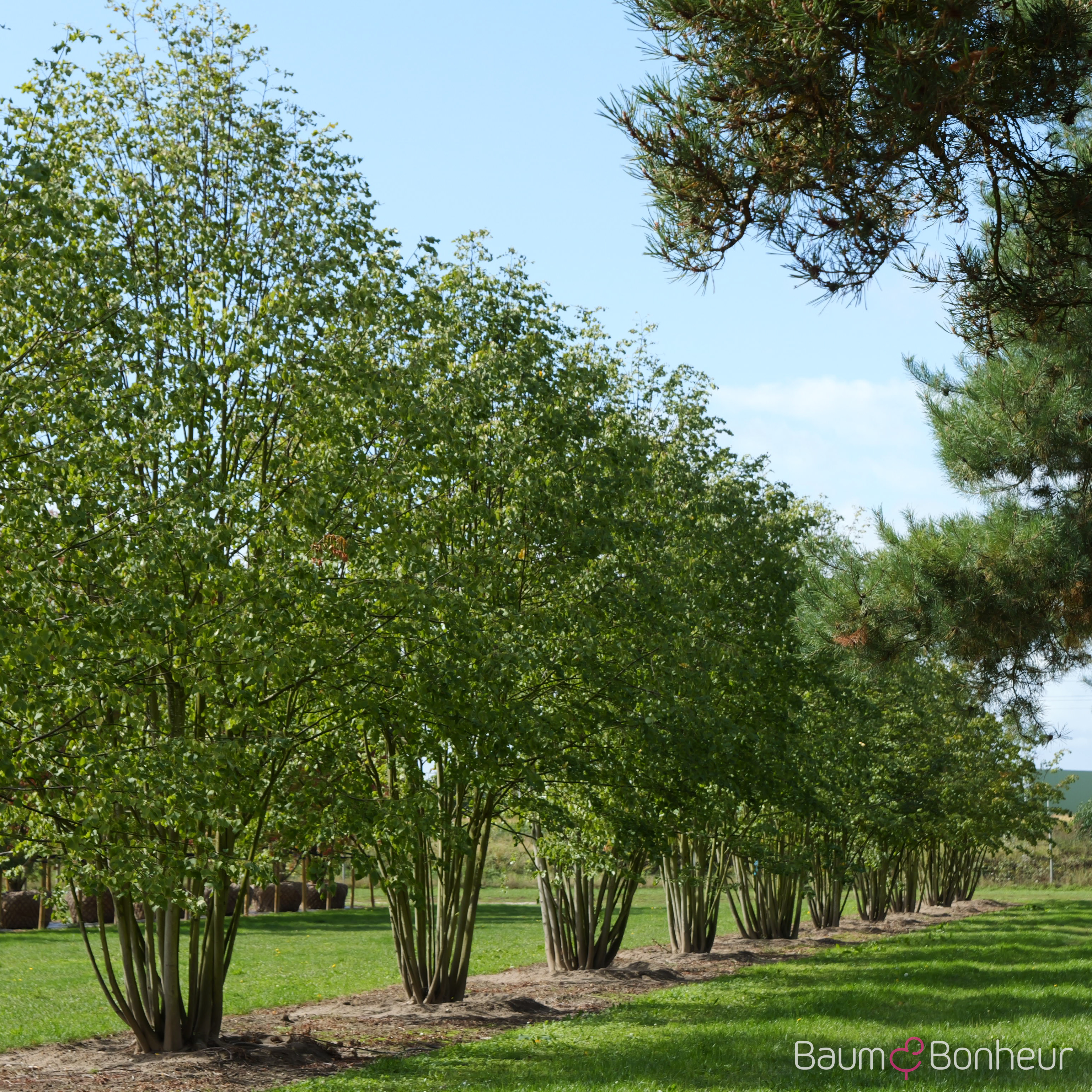 Tilia cordata 'Greenspire'