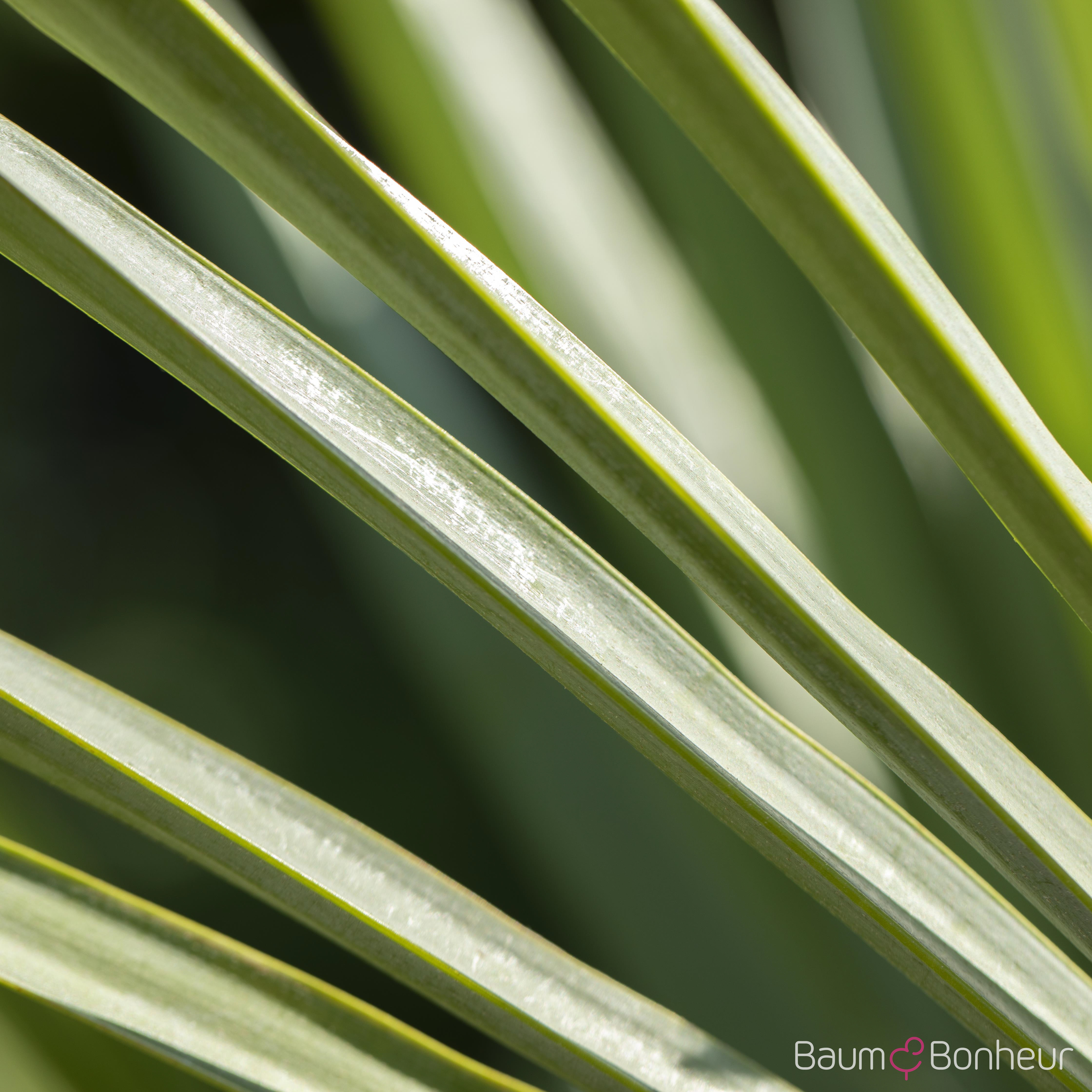 Trachycarpus fortunei