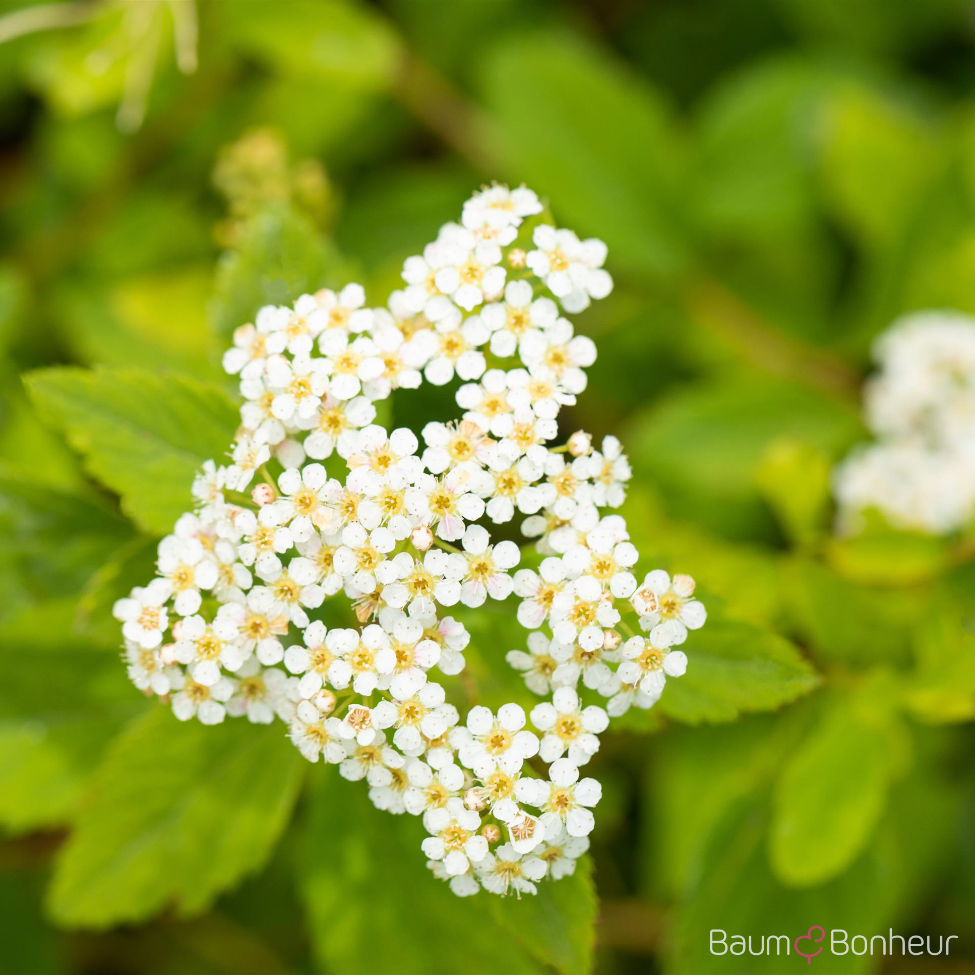 Spiraea decumbens