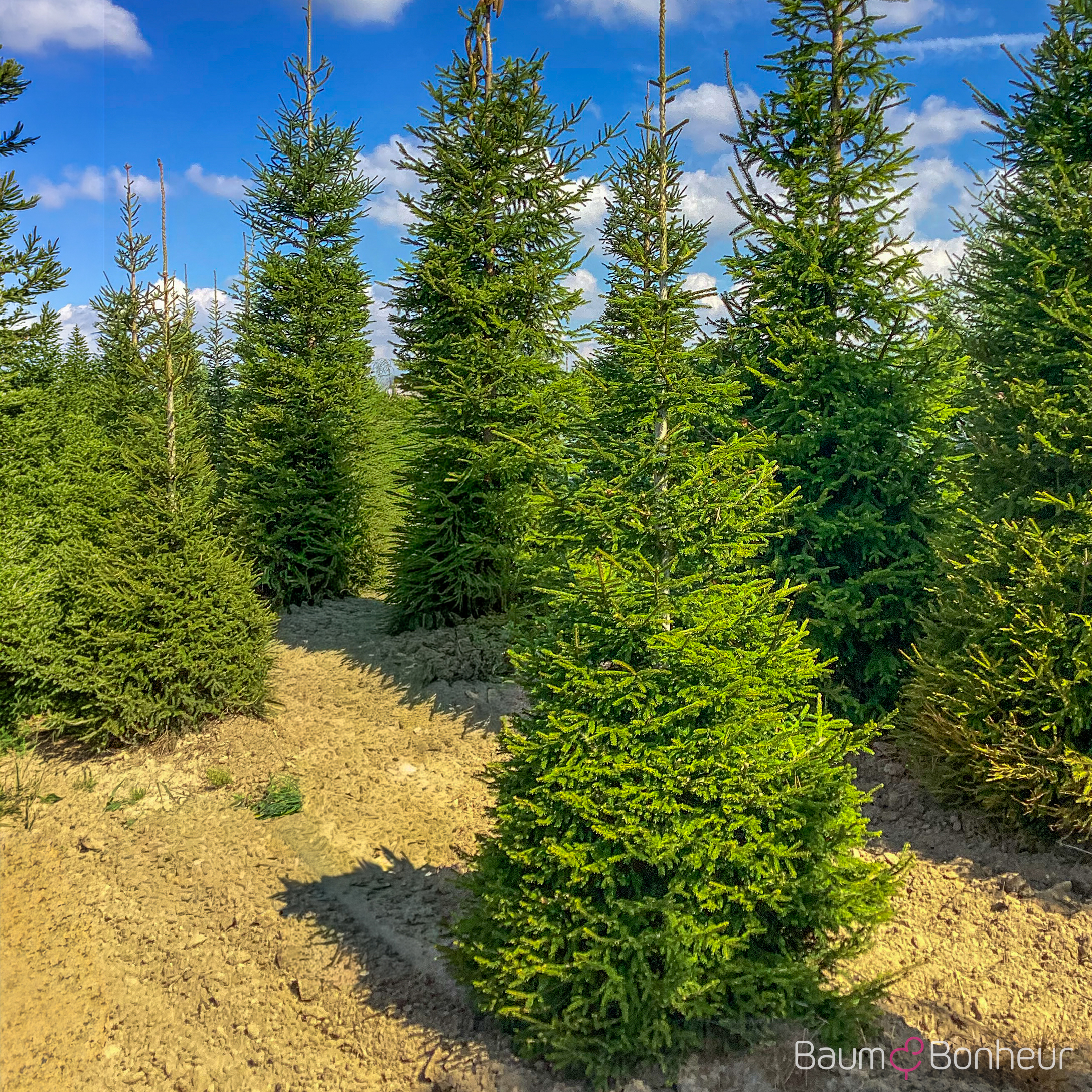Picea orientalis