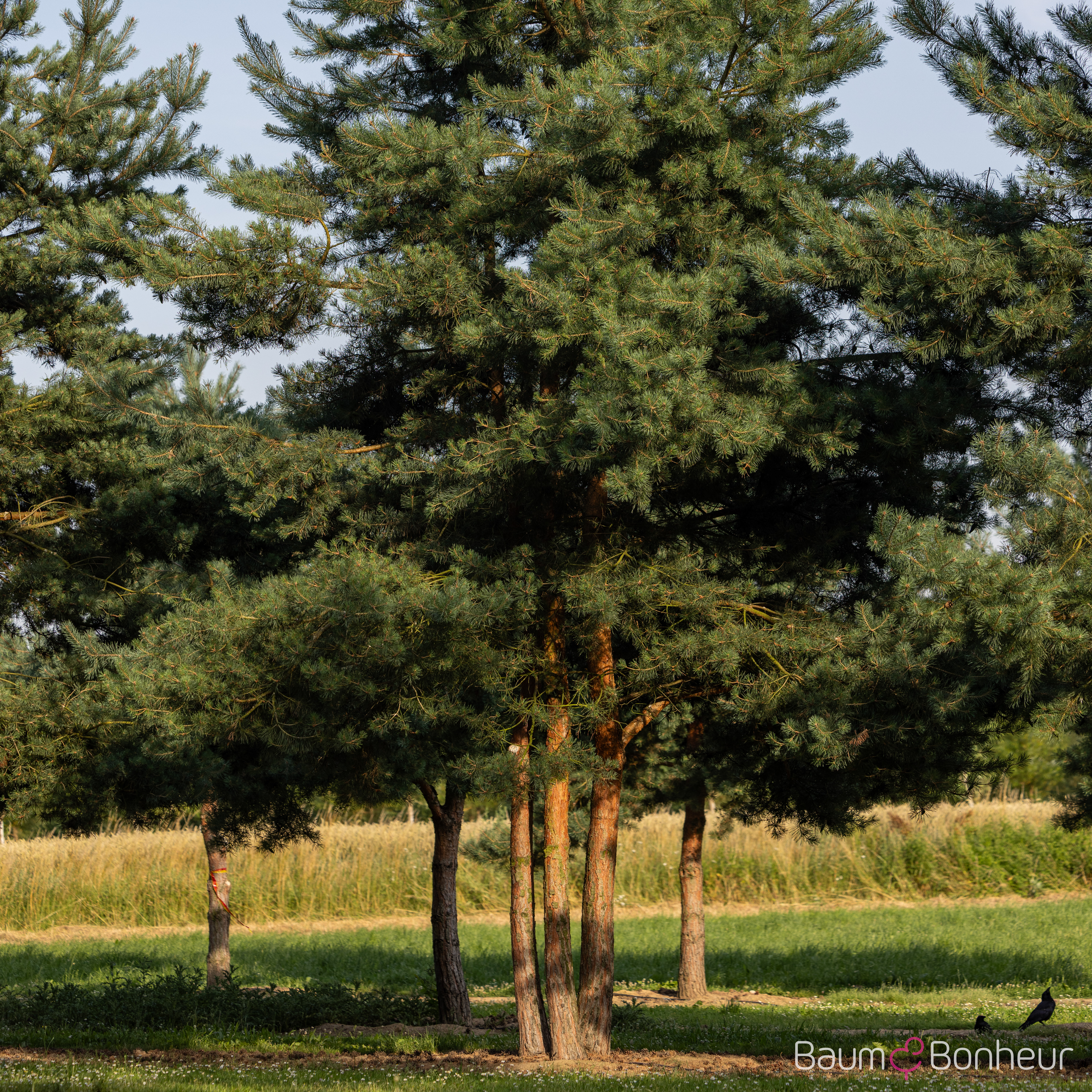 Pinus sylvestris