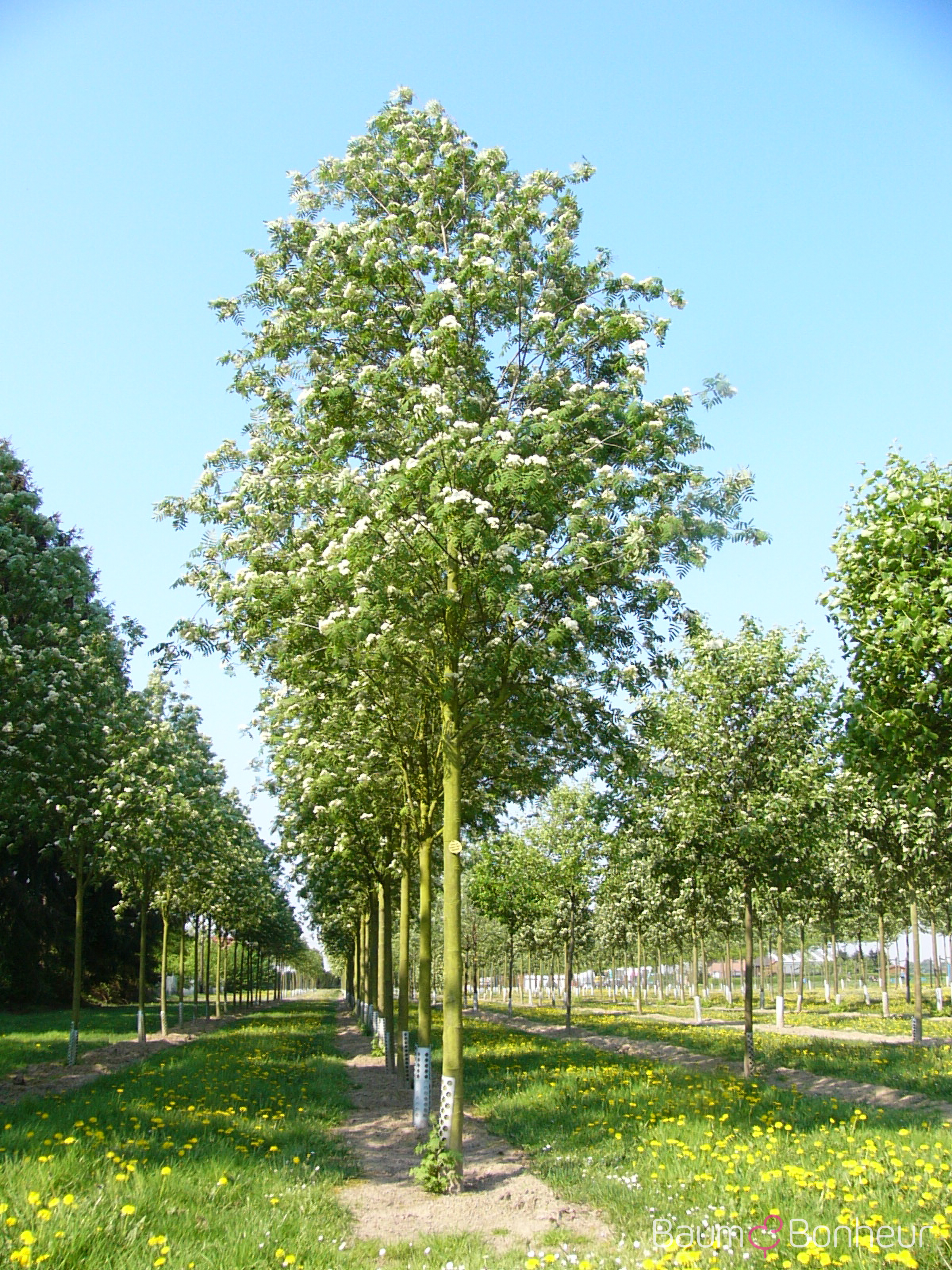 Sorbus aucuparia 'Rossica Major'