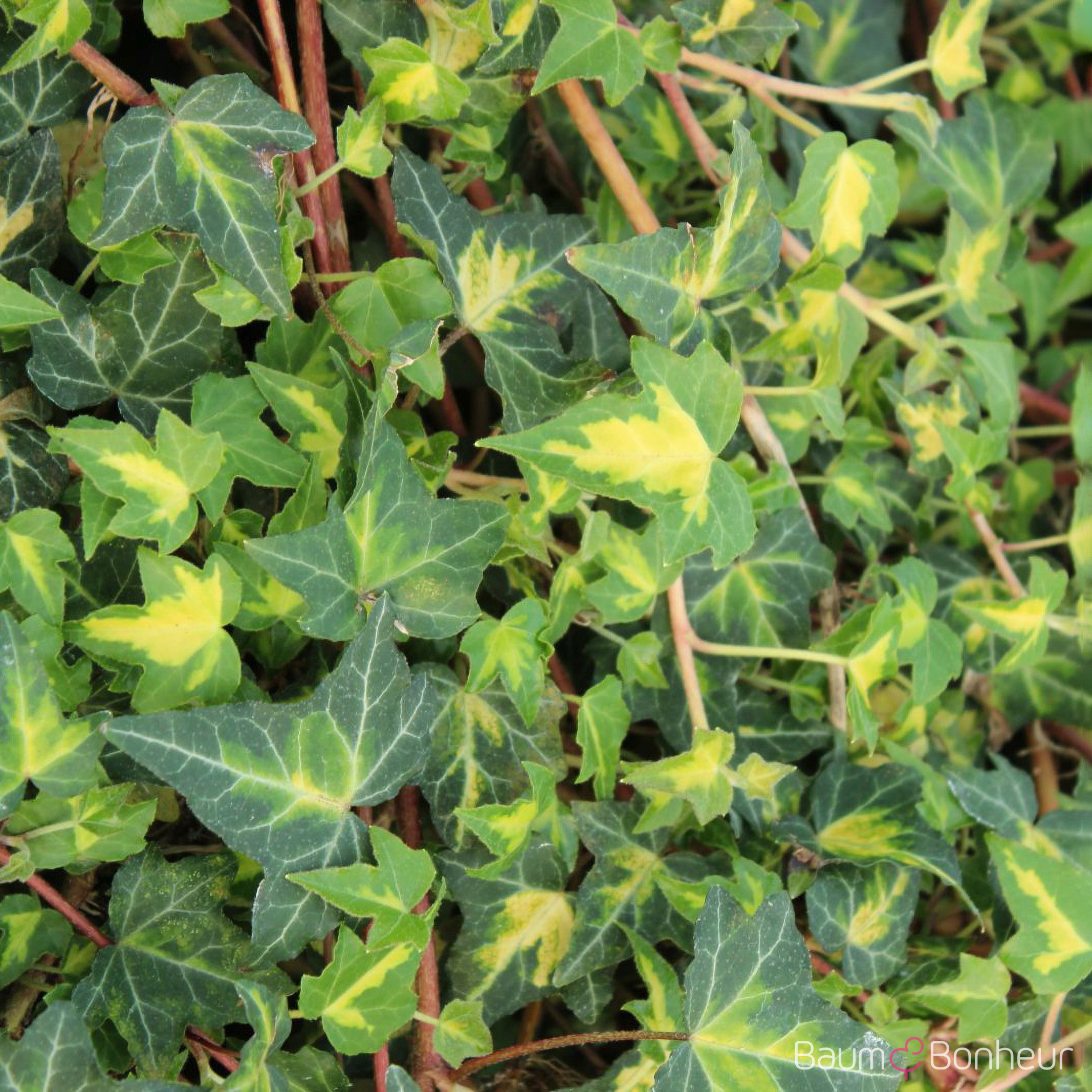 Hedera helix 'Goldheart'