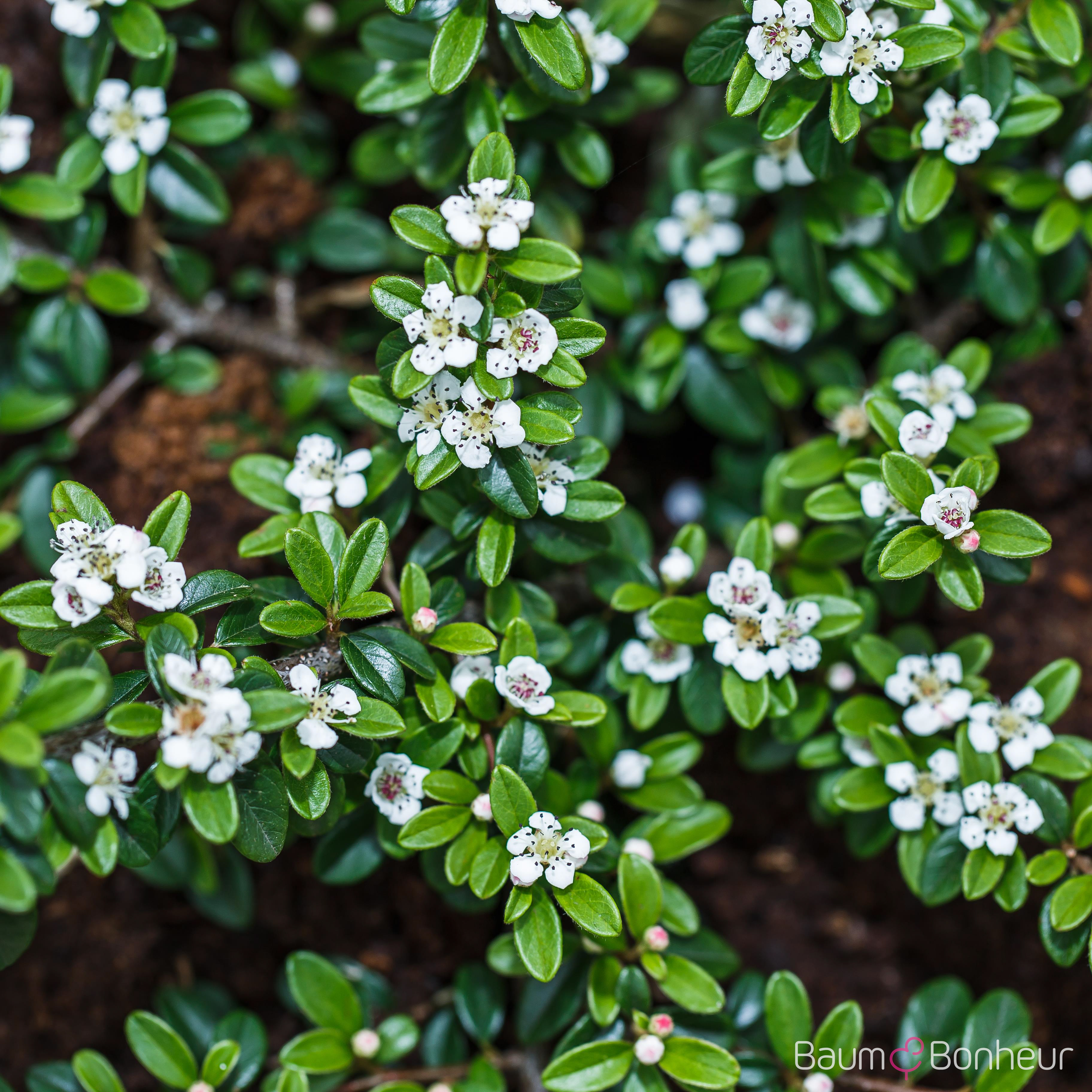 Cotoneaster dammeri radicans