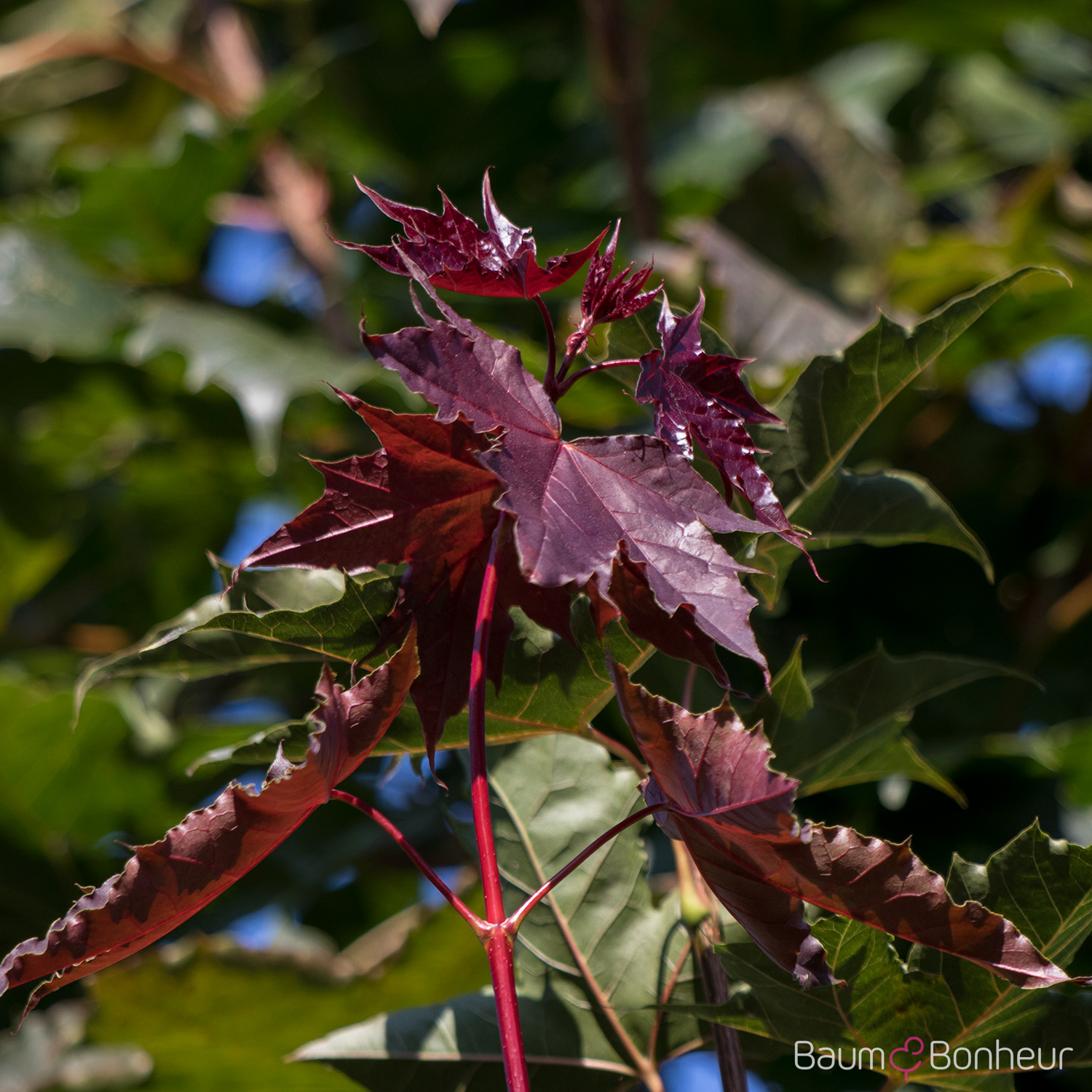 Acer platanoides 'Fairview'