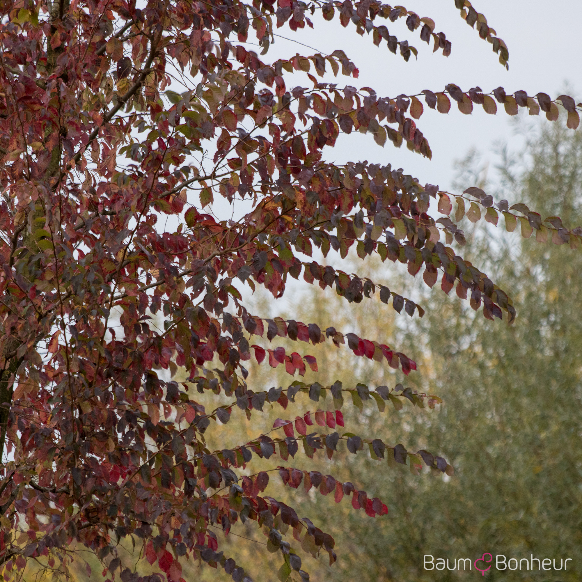 Ulmus 'Frontier'