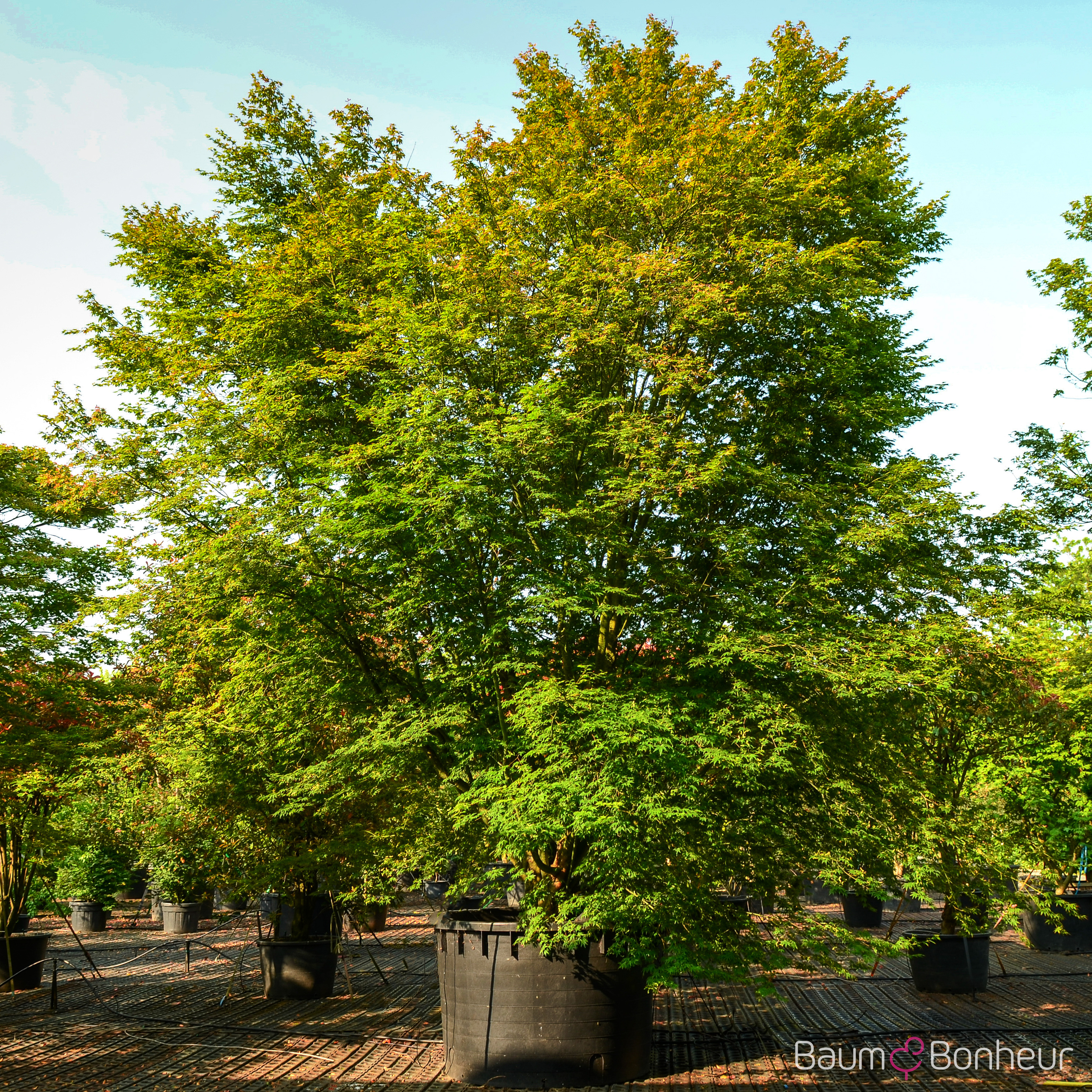 Acer palmatum