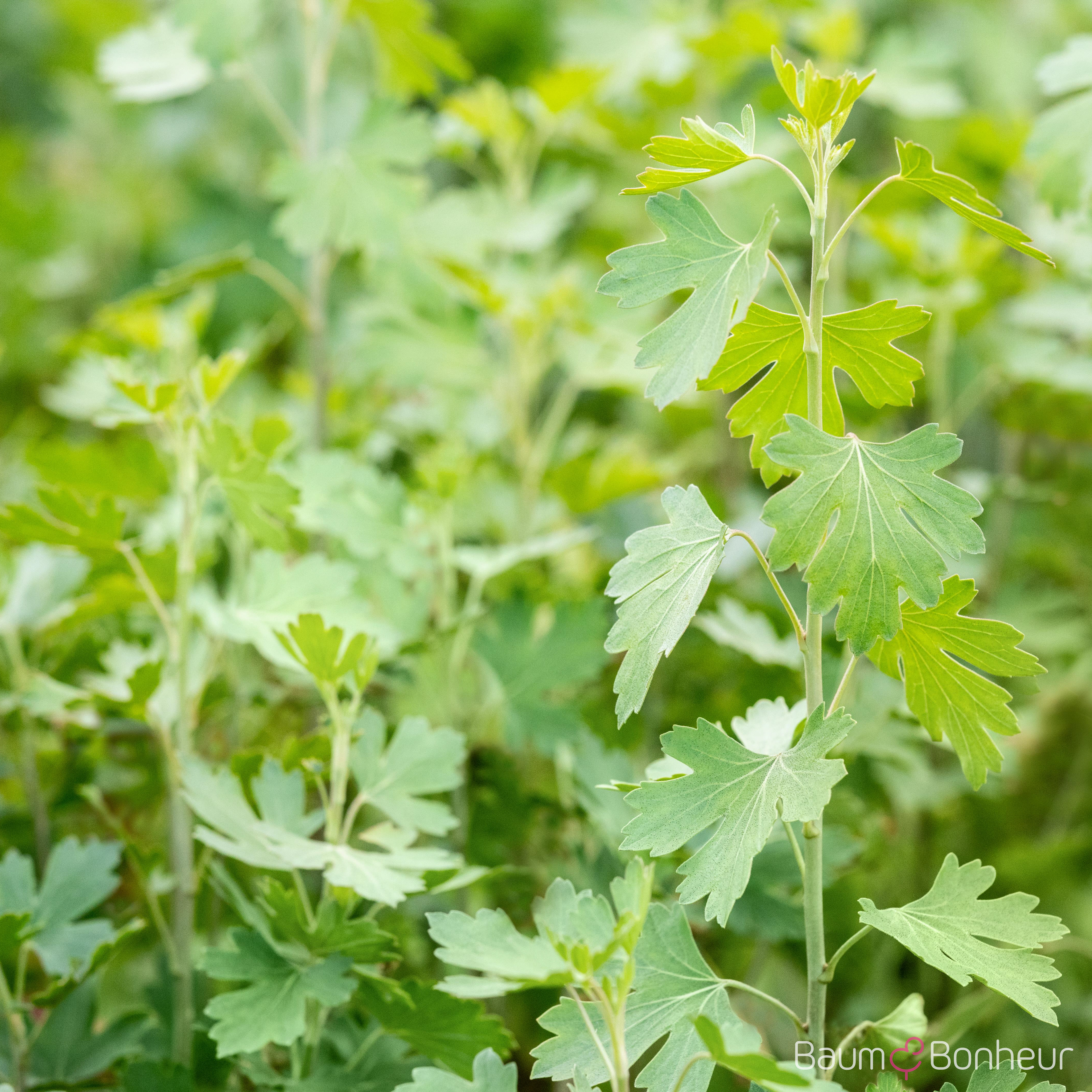 Ribes aureum
