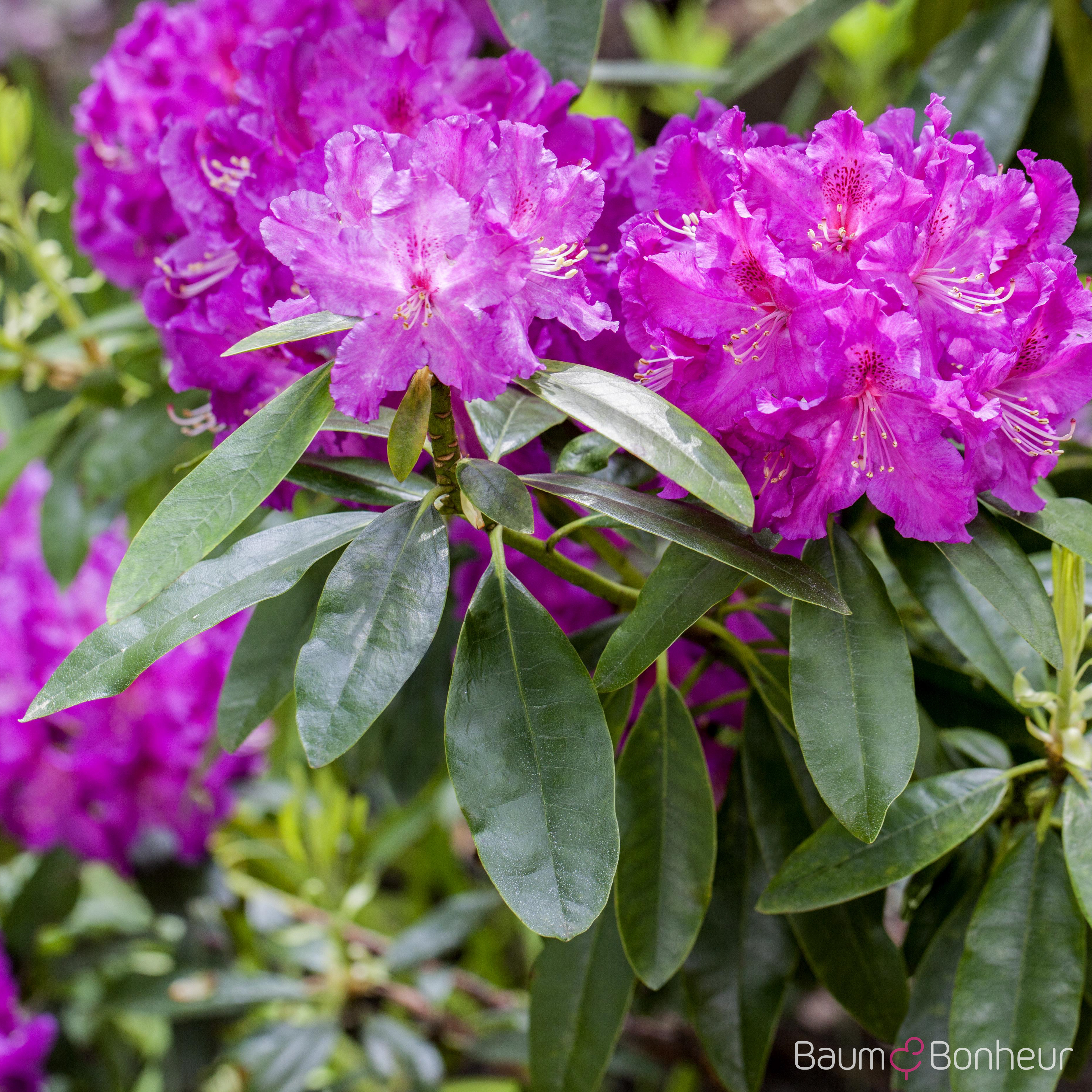 Rhododendron 'Lilofee'